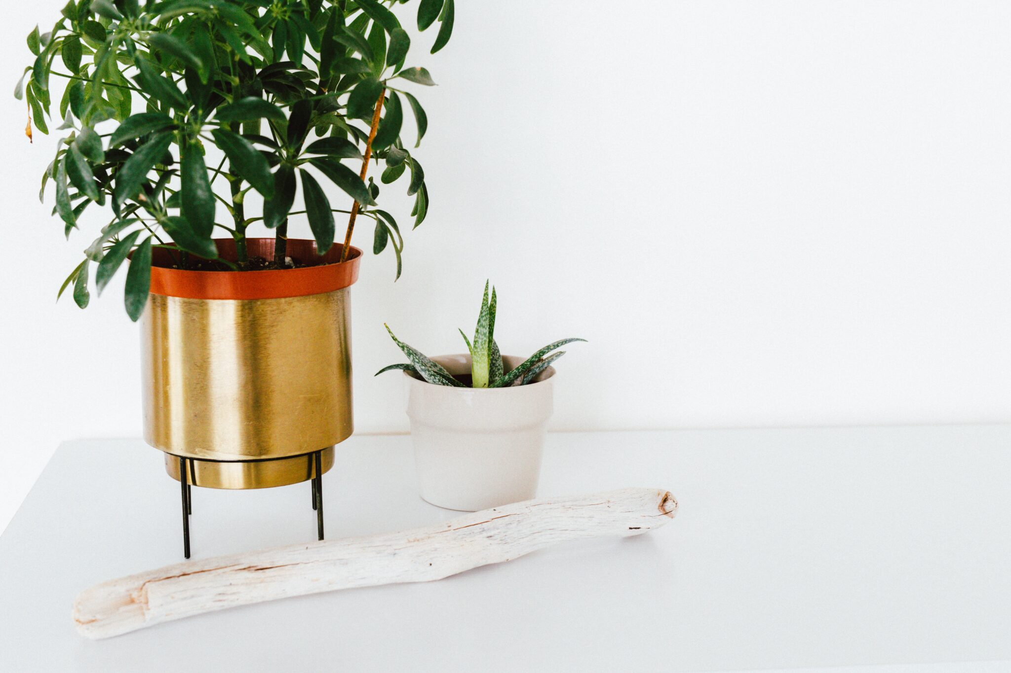 plants on desk