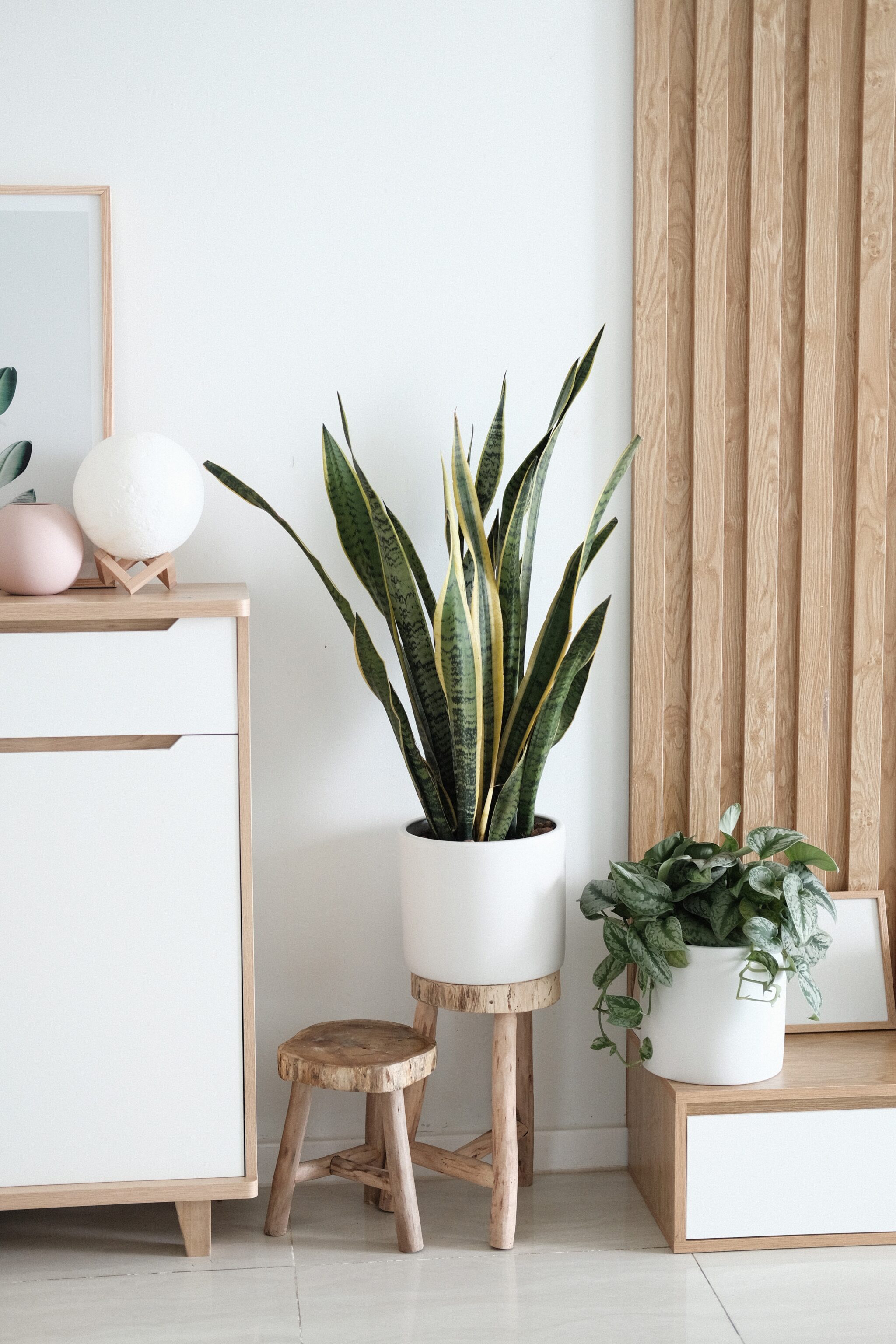 interior plant decor