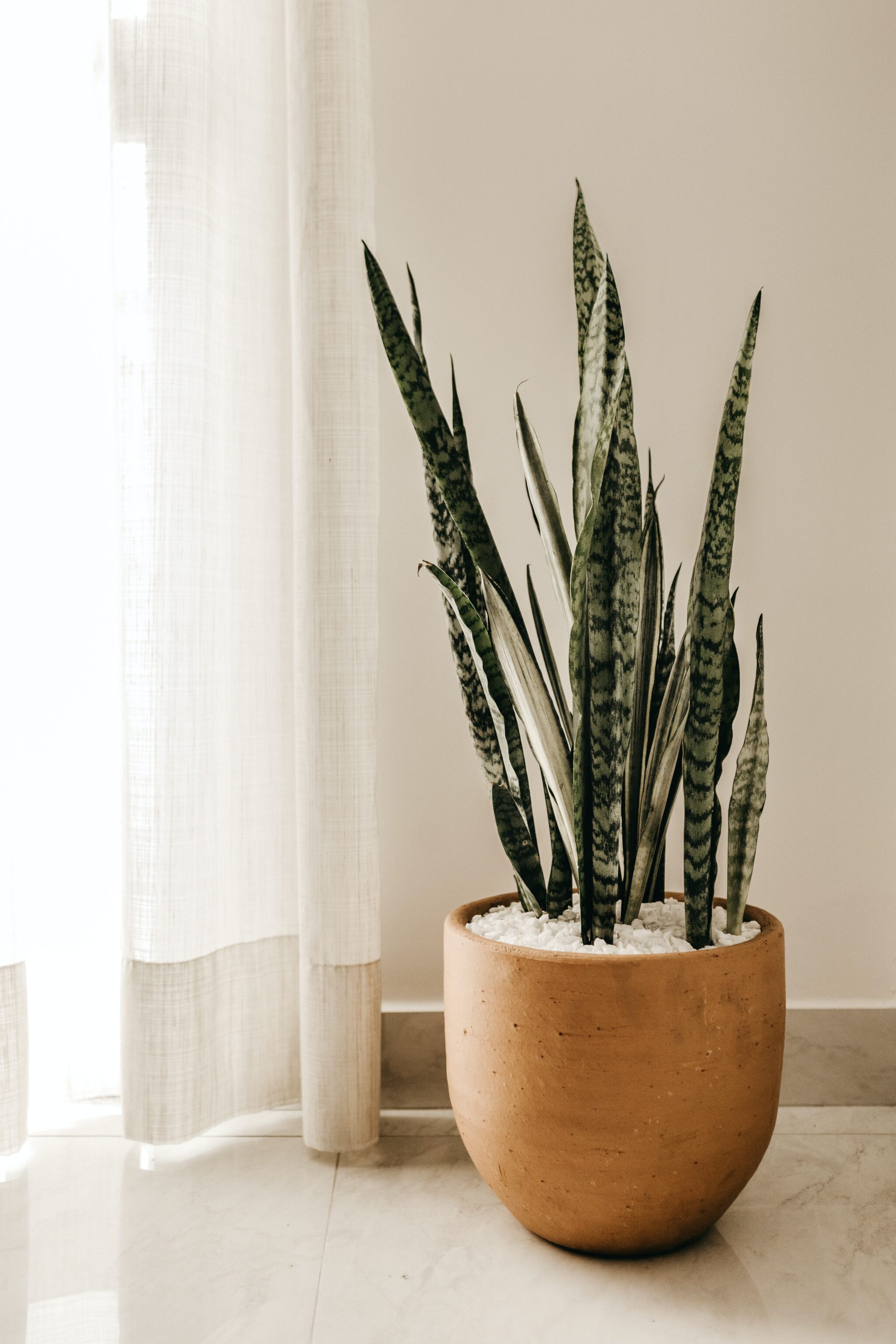 houseplant by window