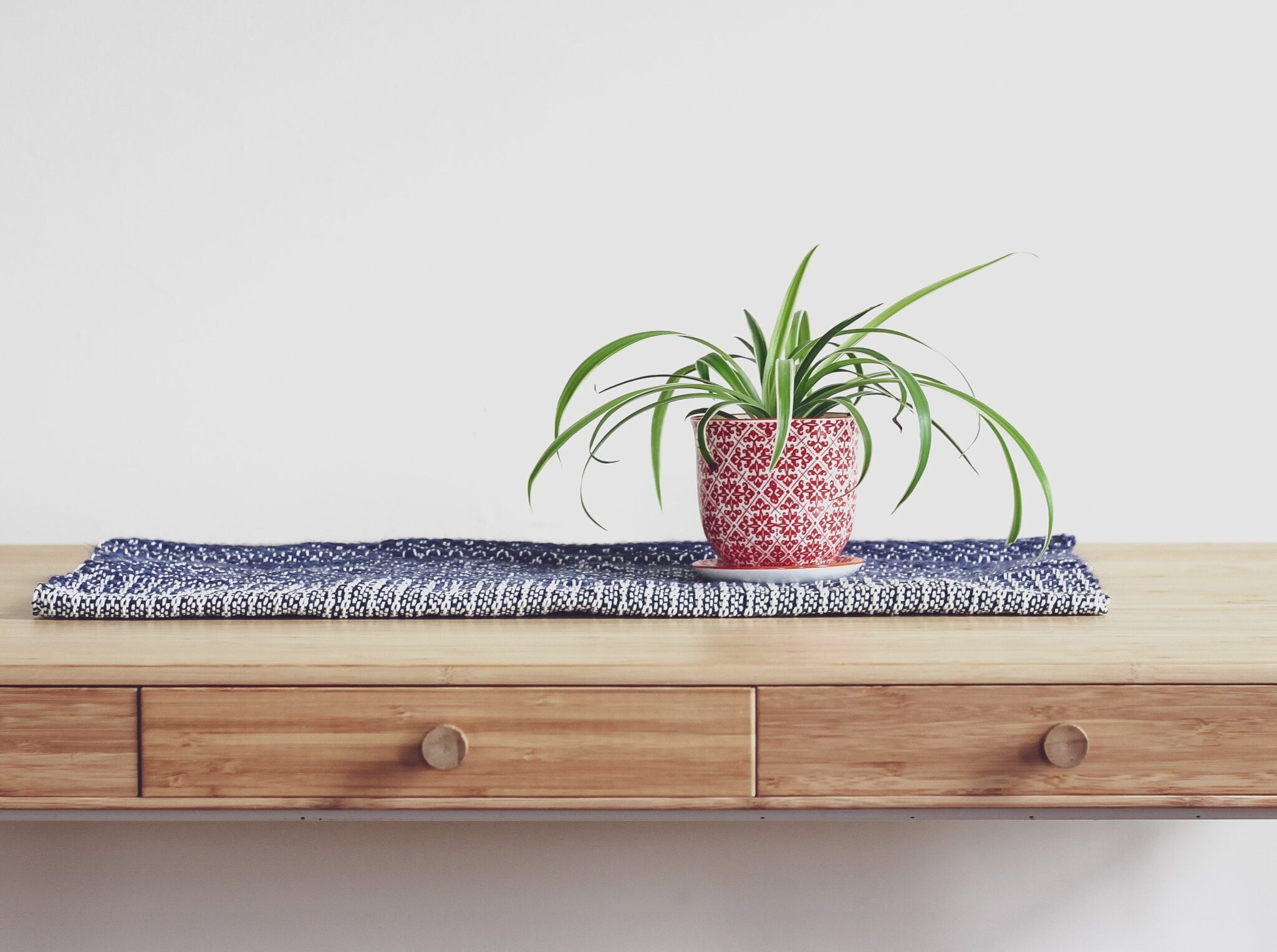 plant on table