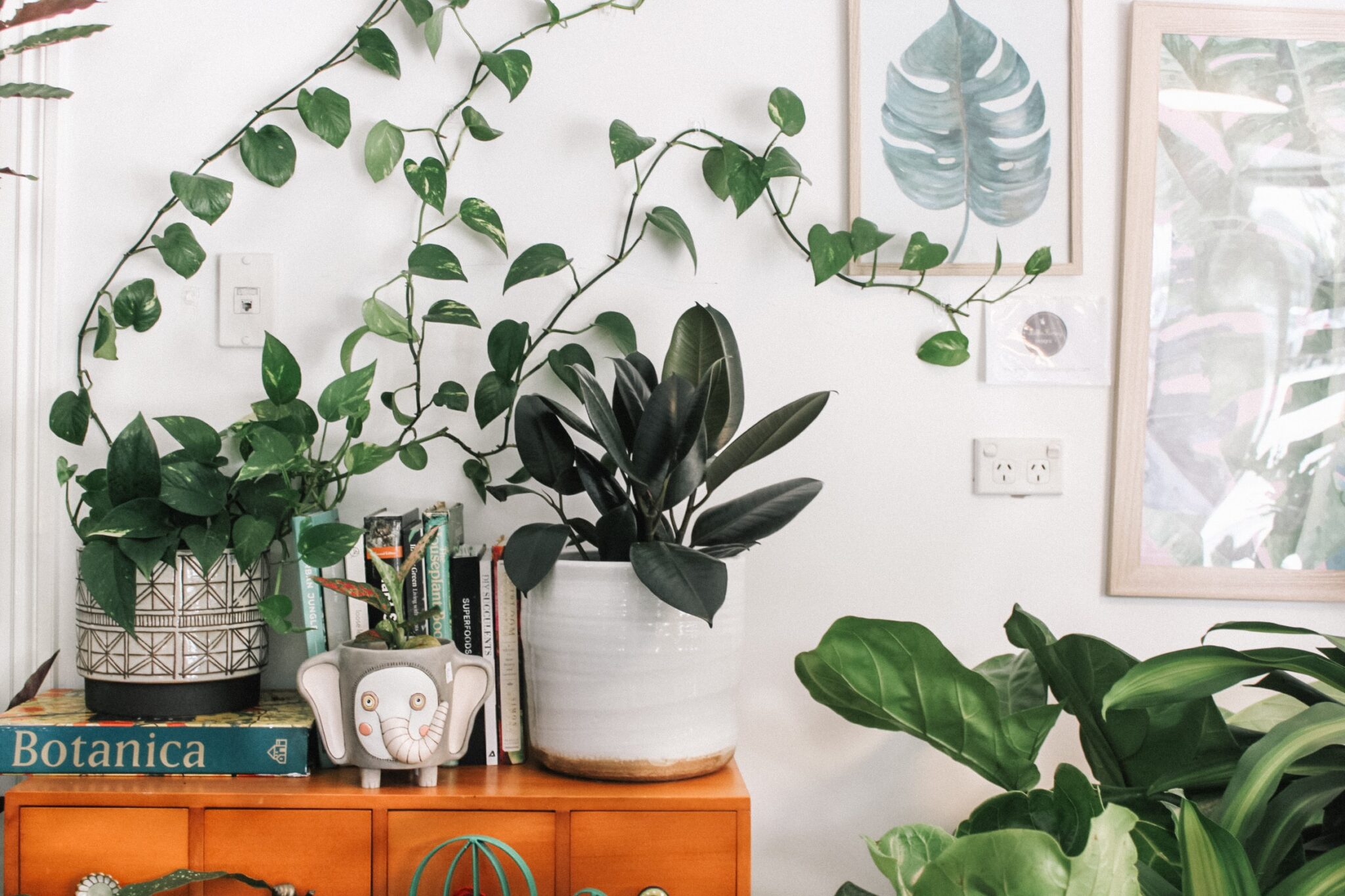 houseplants decor