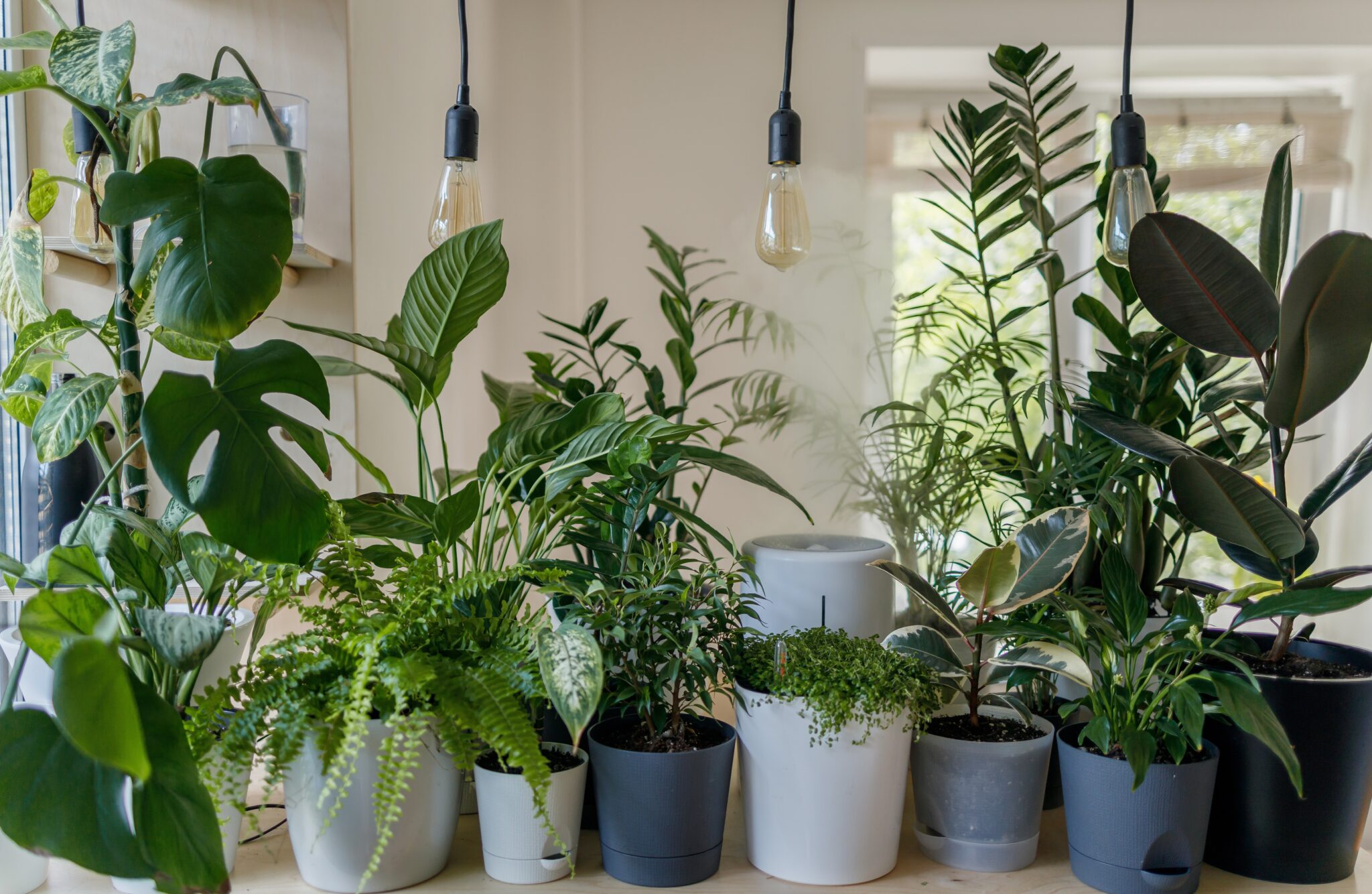 plants on table