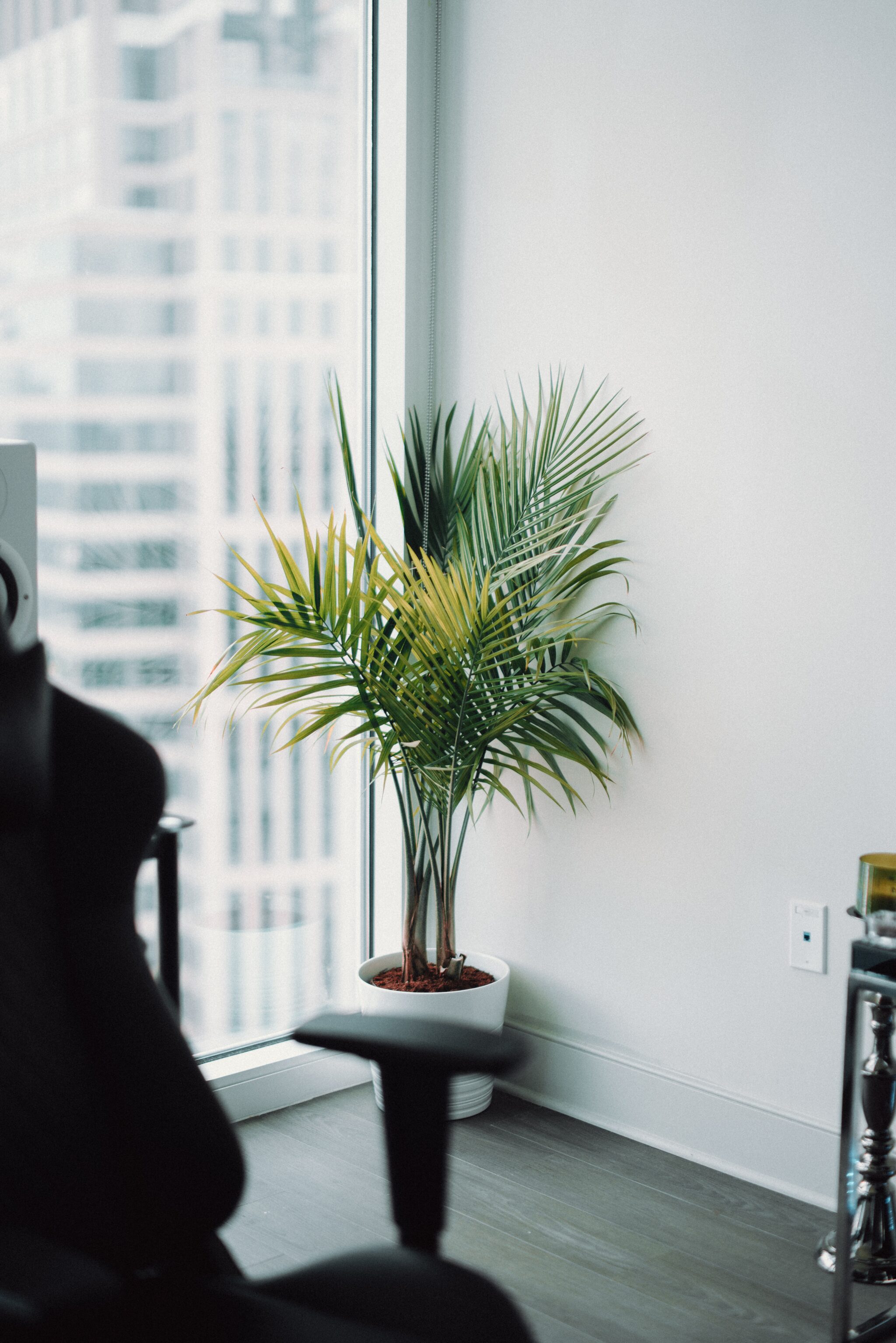 plant by window