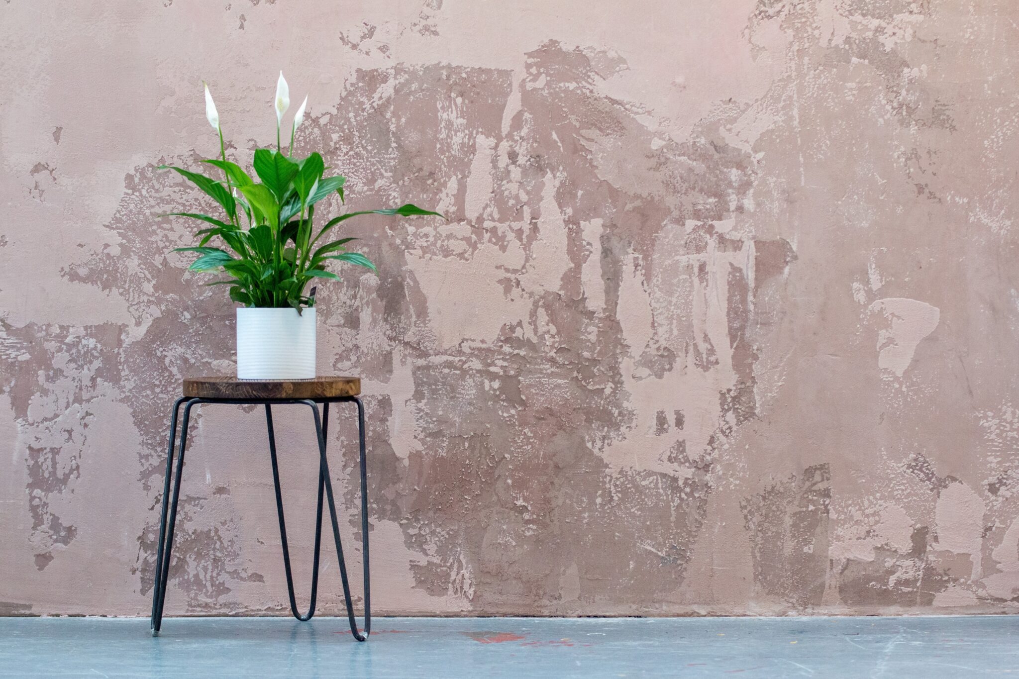 plant stand by pink wall