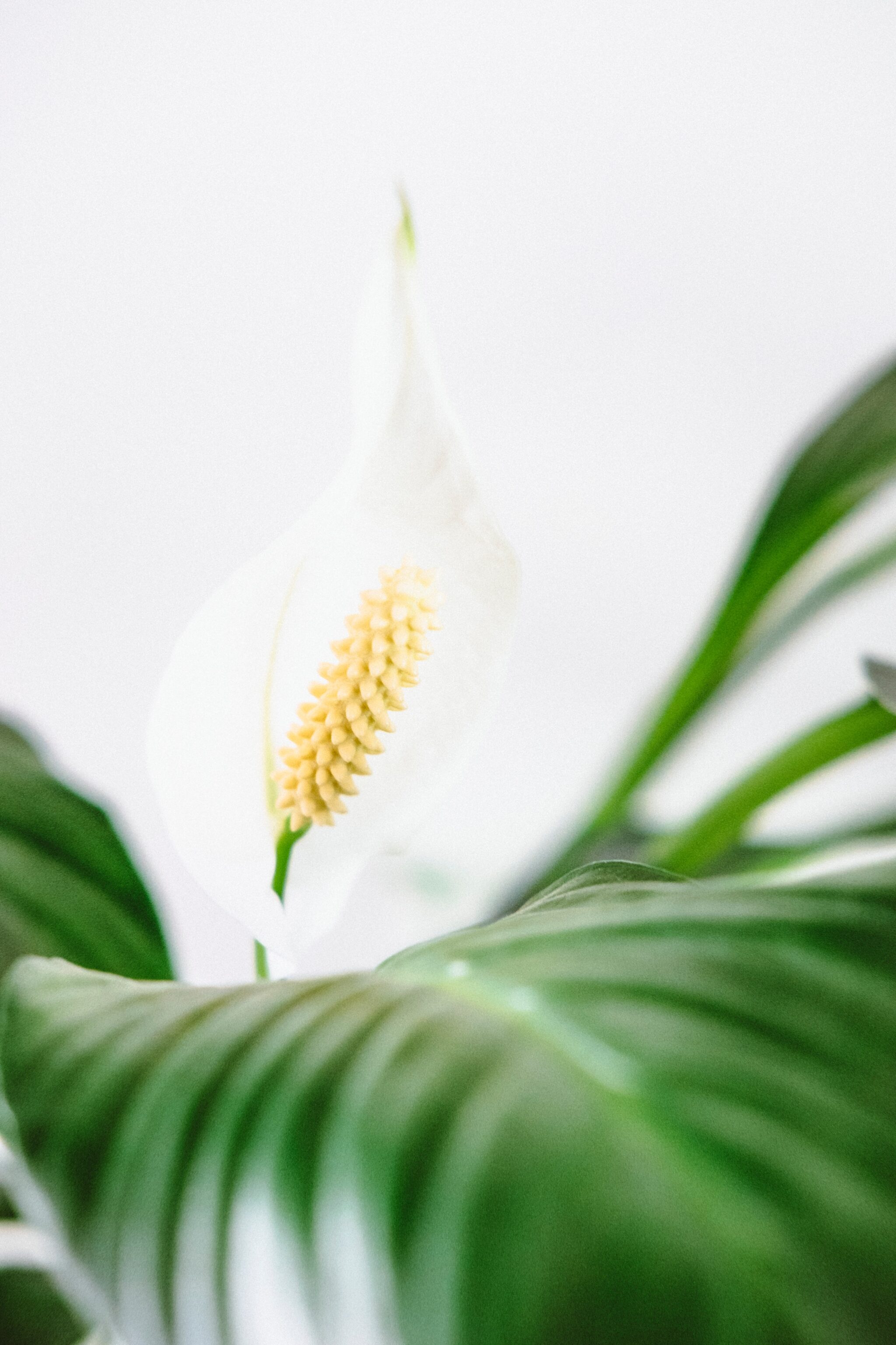 white flower