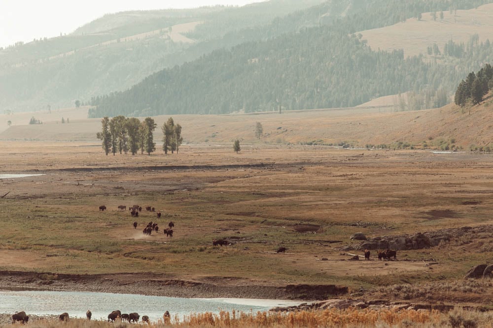 yellowstone national park