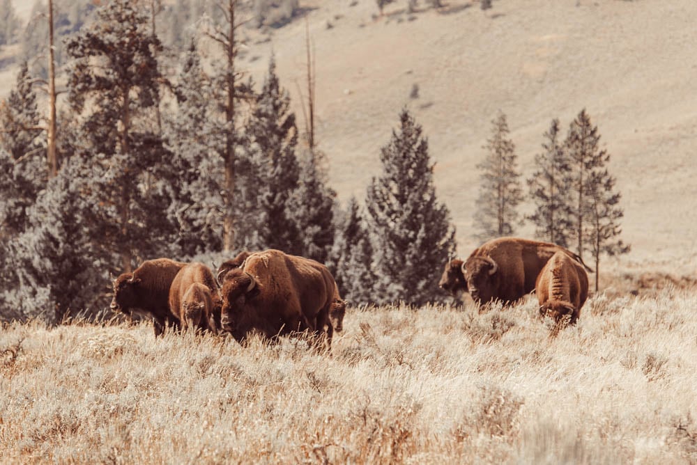 buffalo grazing