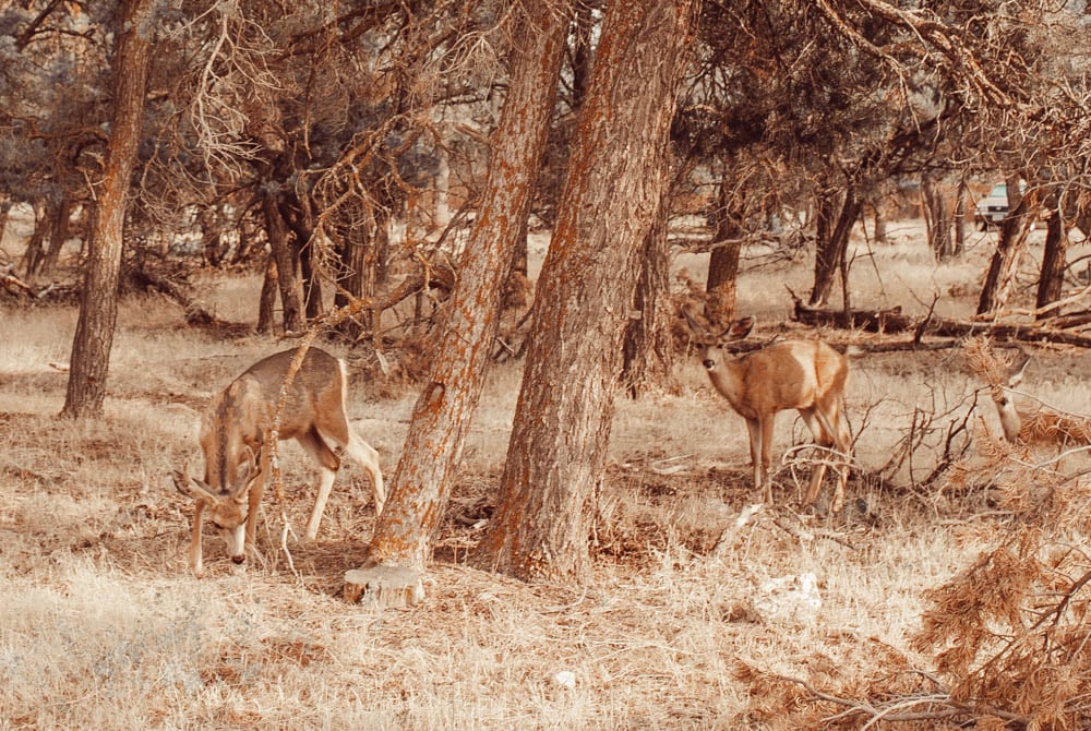 deer in the woods