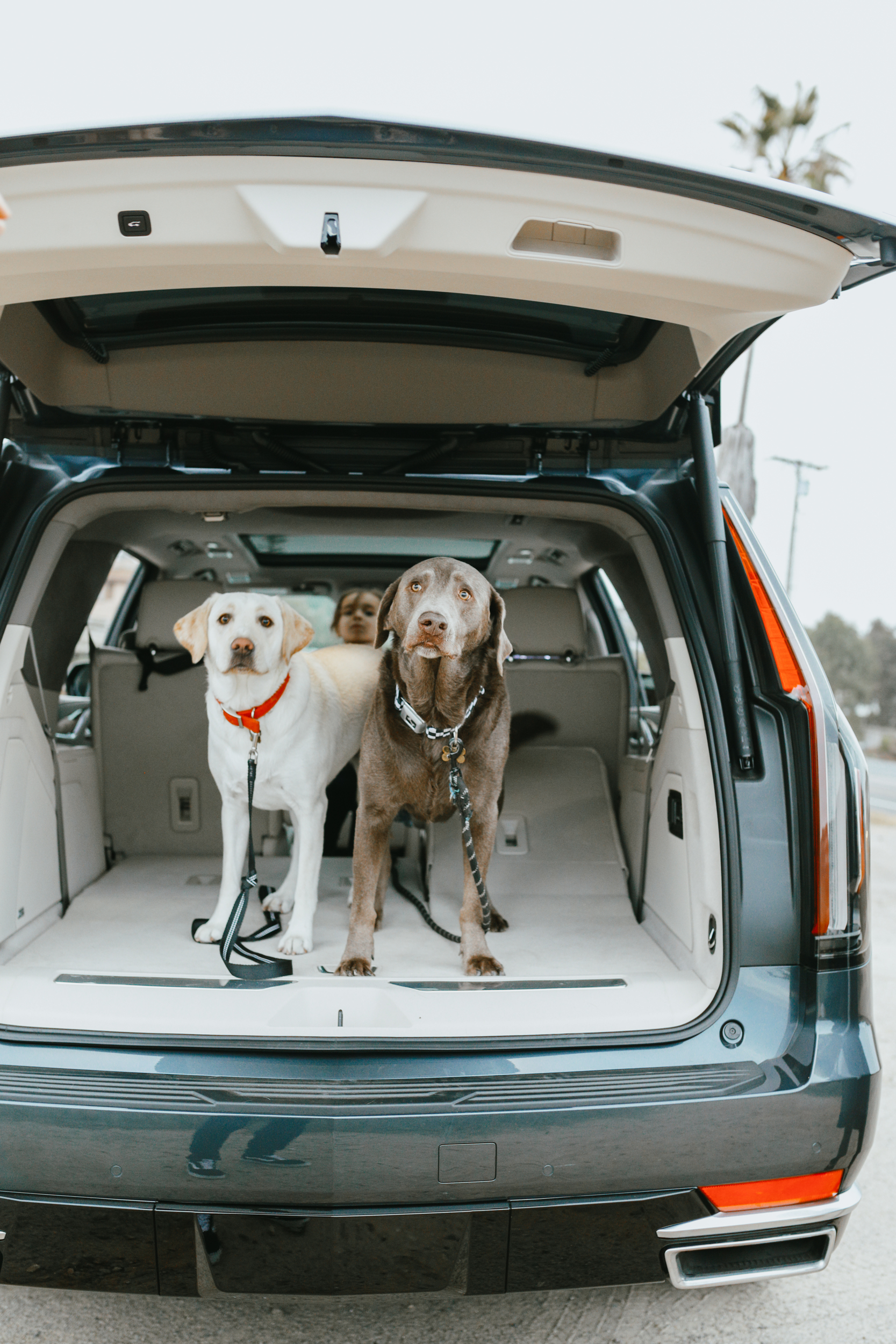 dogs in back of car