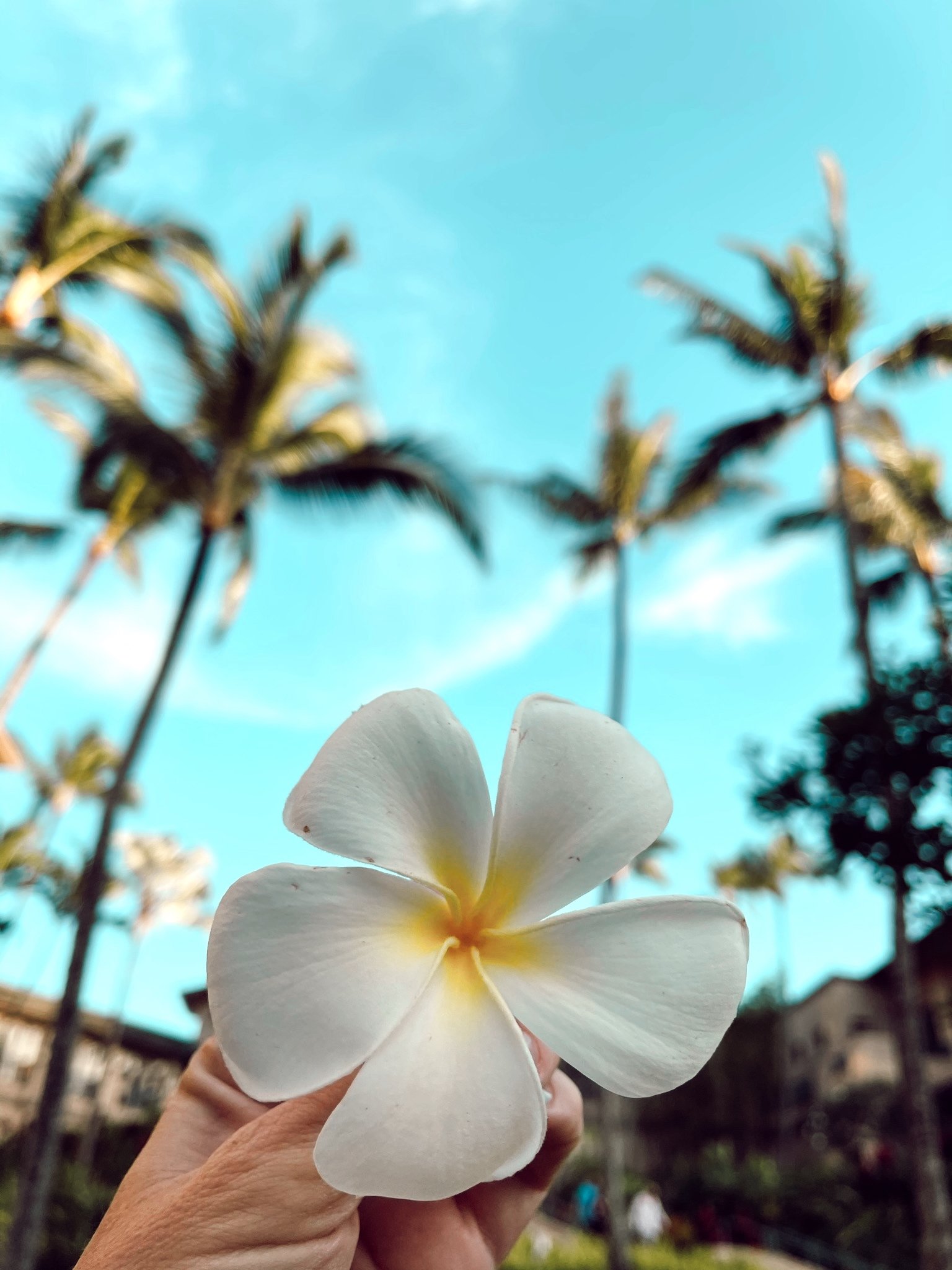 hawaiian flower