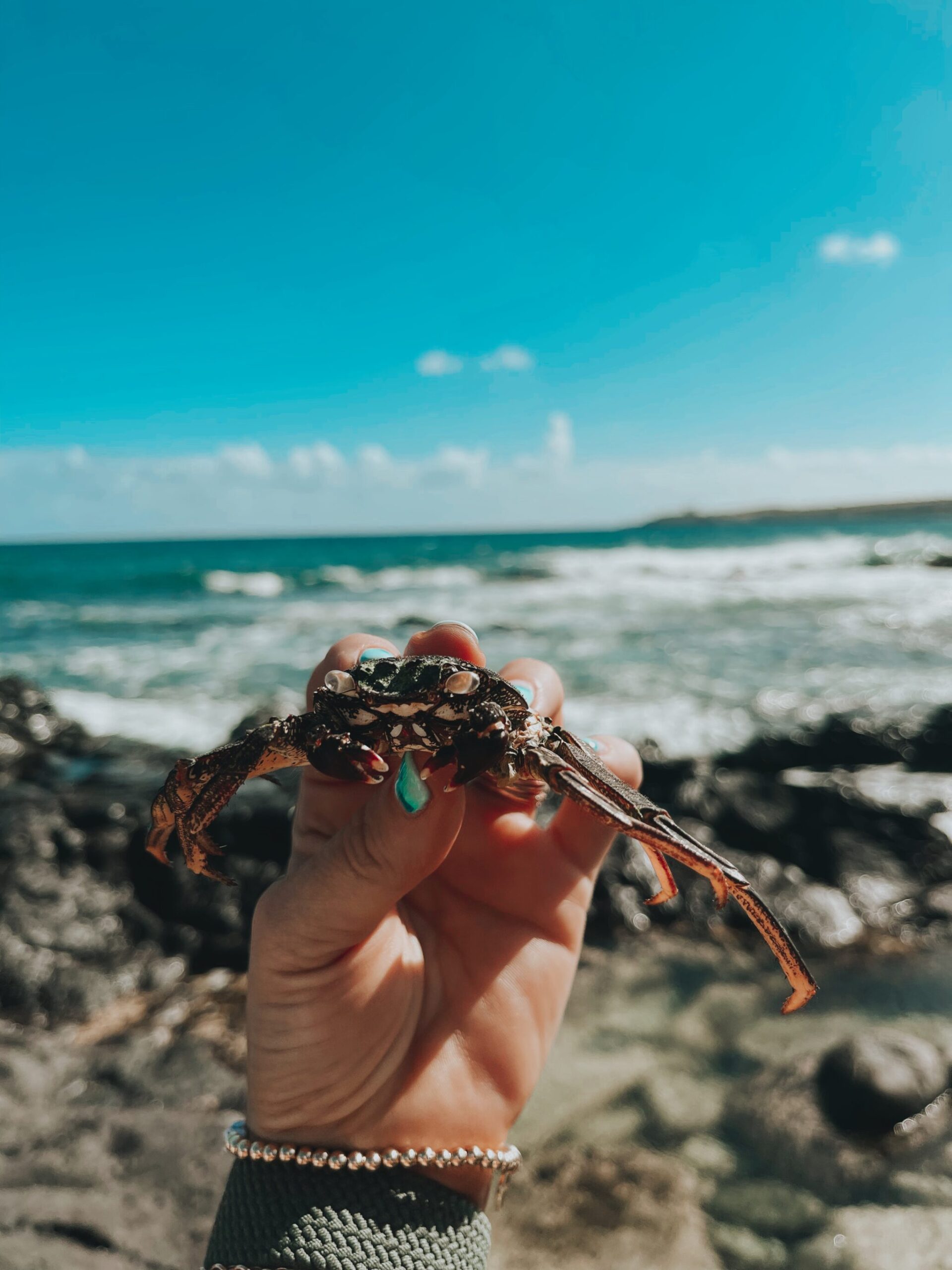 holding crab at tidepools