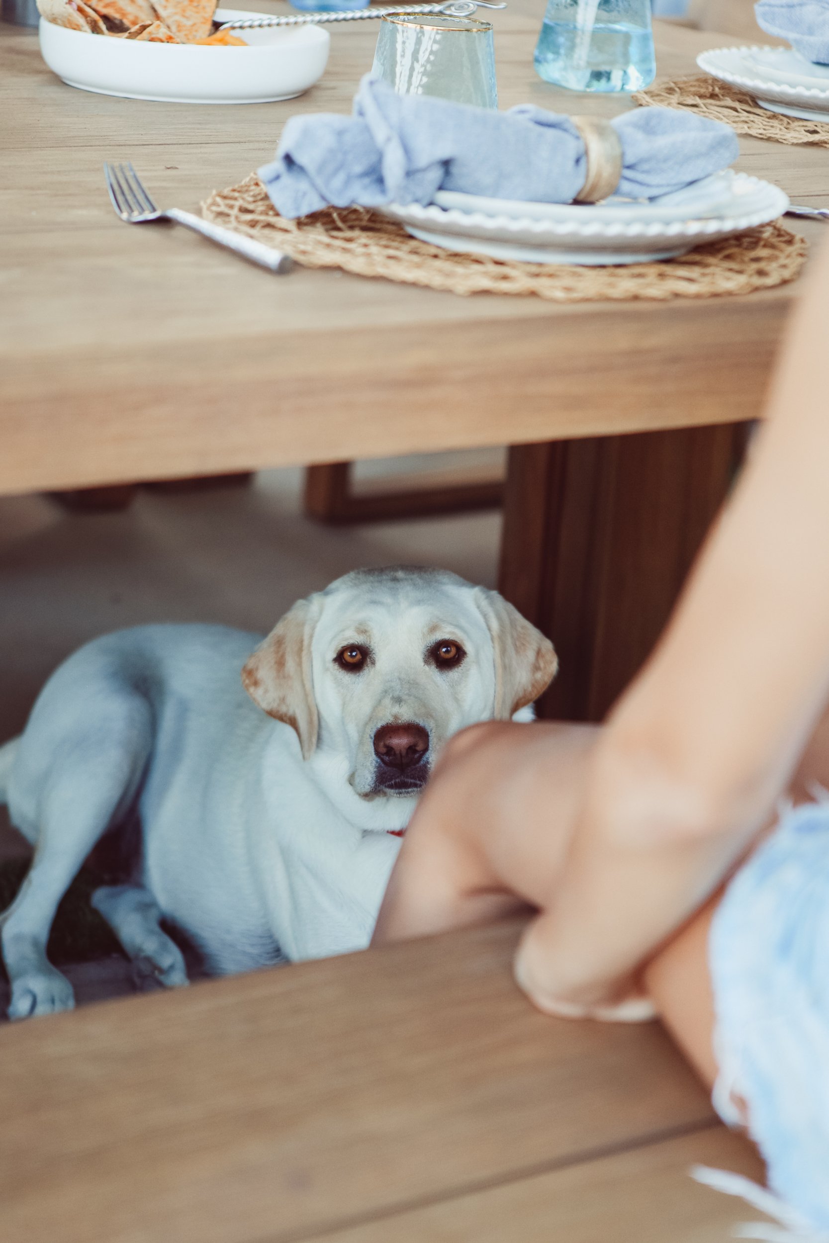 dog under the table