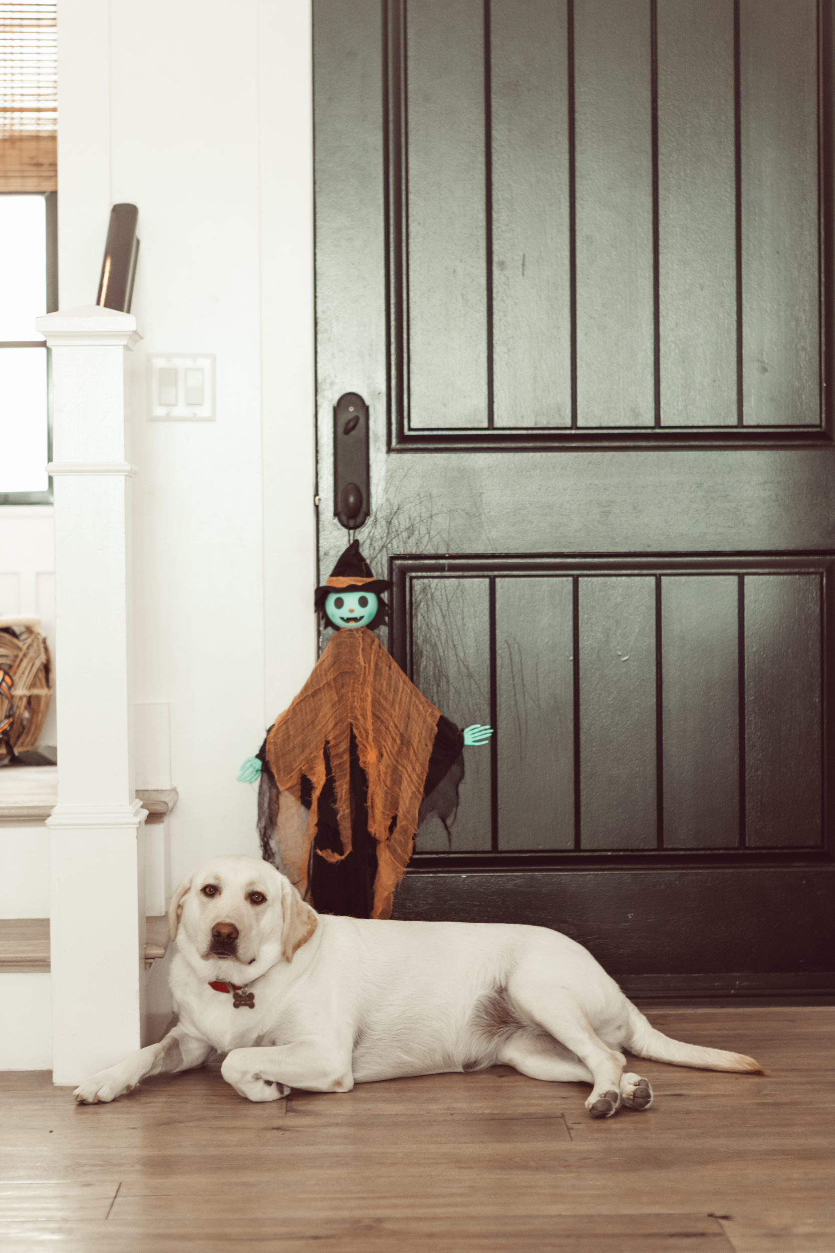 dog laying by door