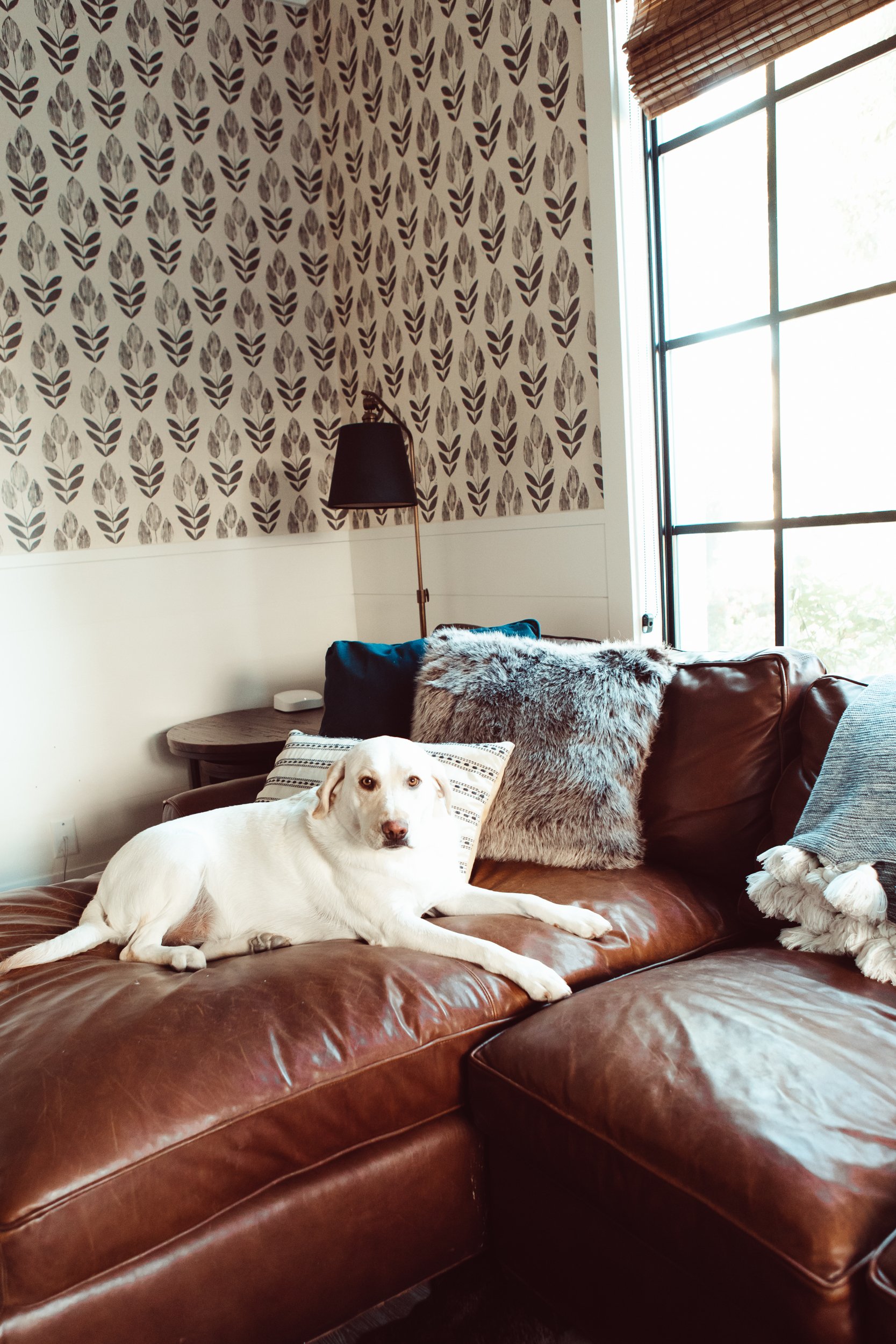 dog on sofa