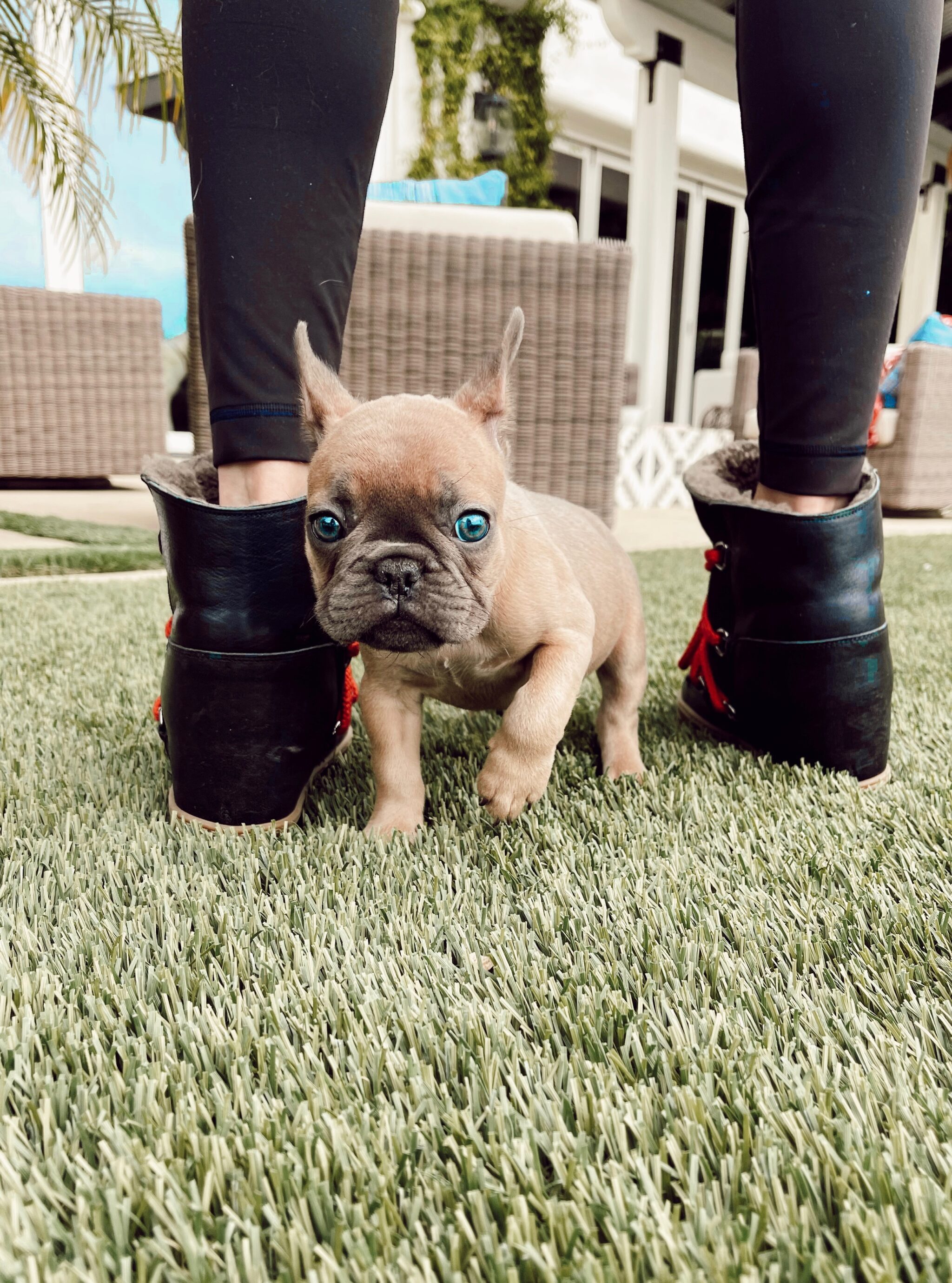 puppy sitting between woman's boots