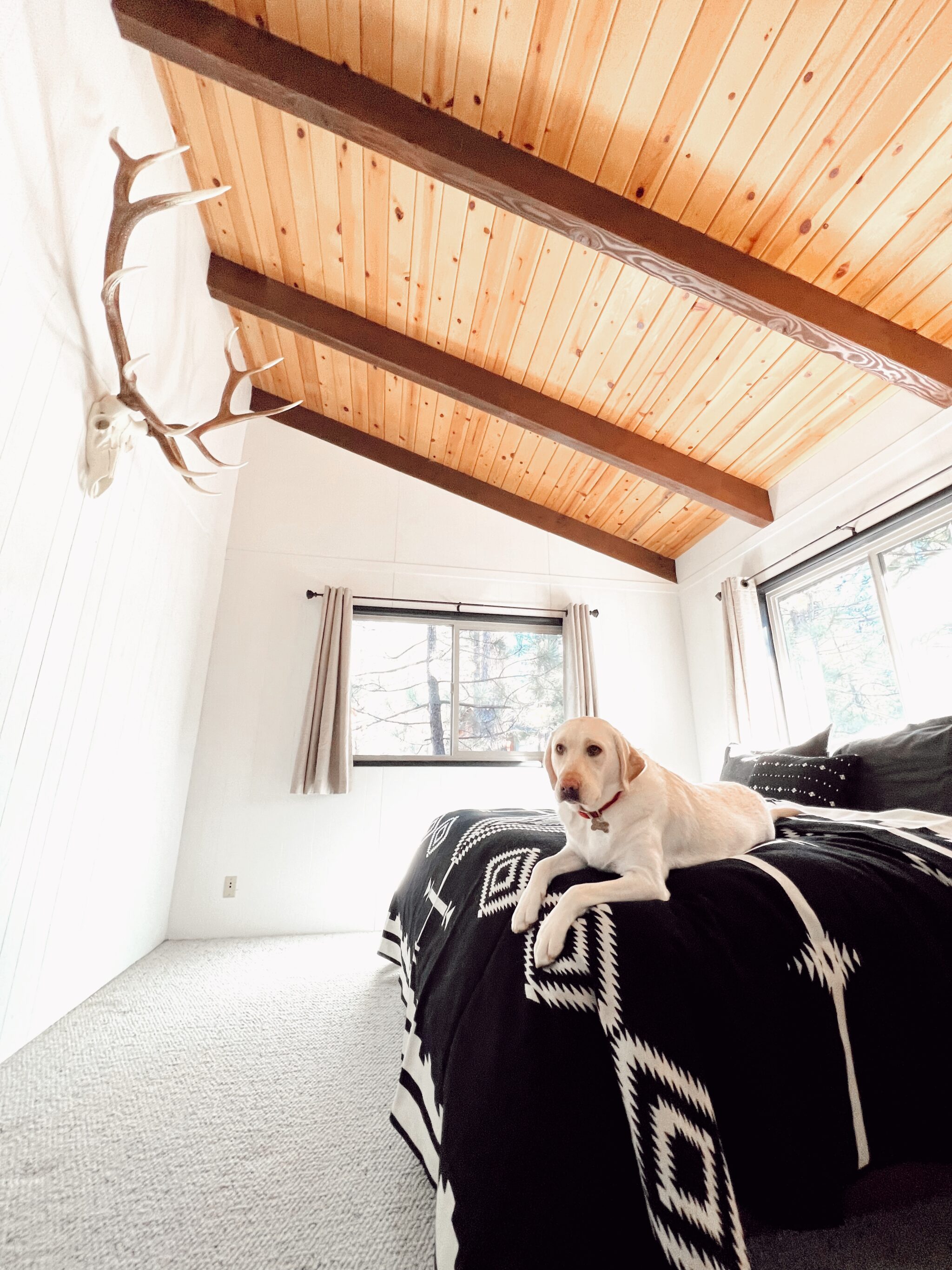 dog on bed with pendleton blanket