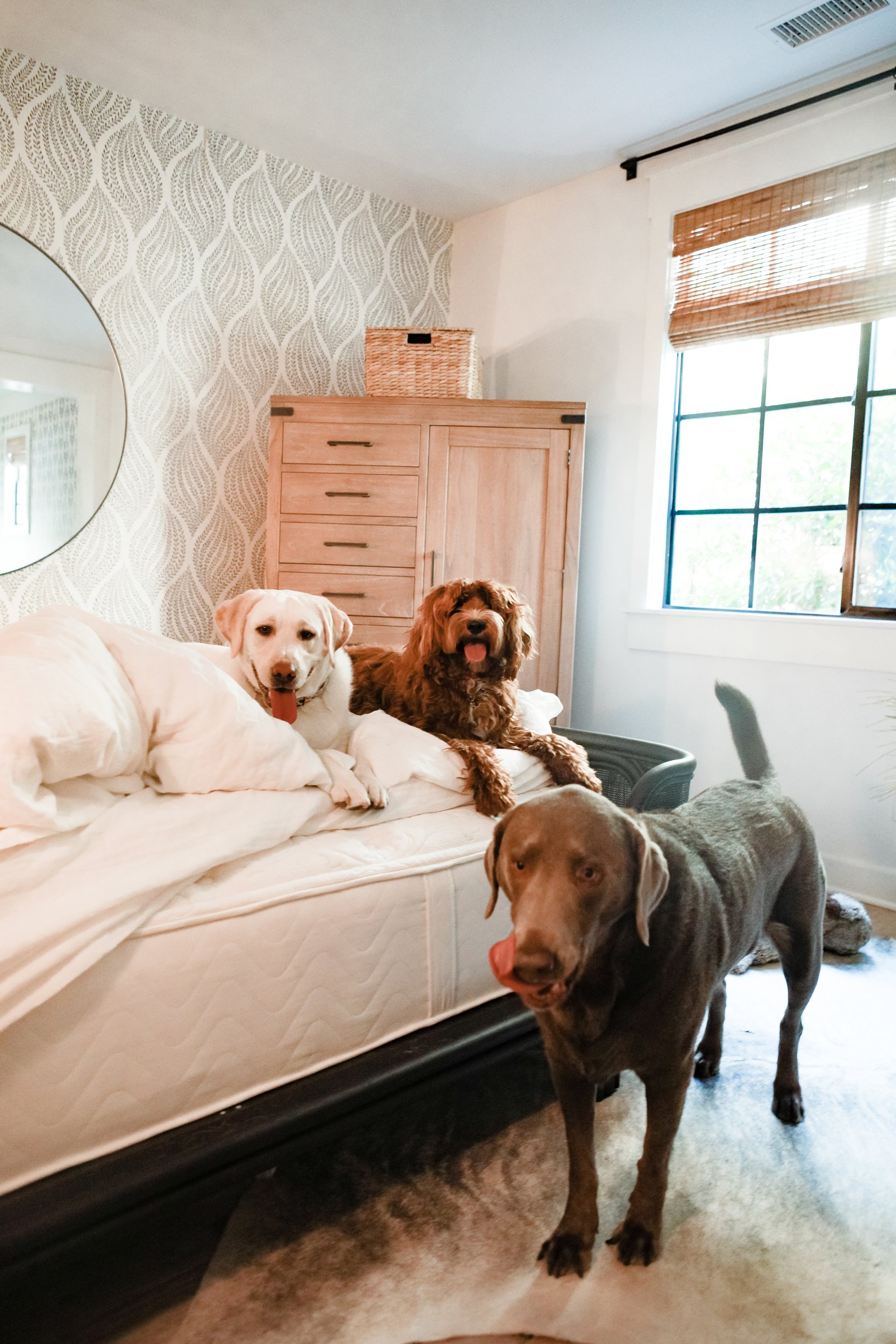 dogs in a bedroom