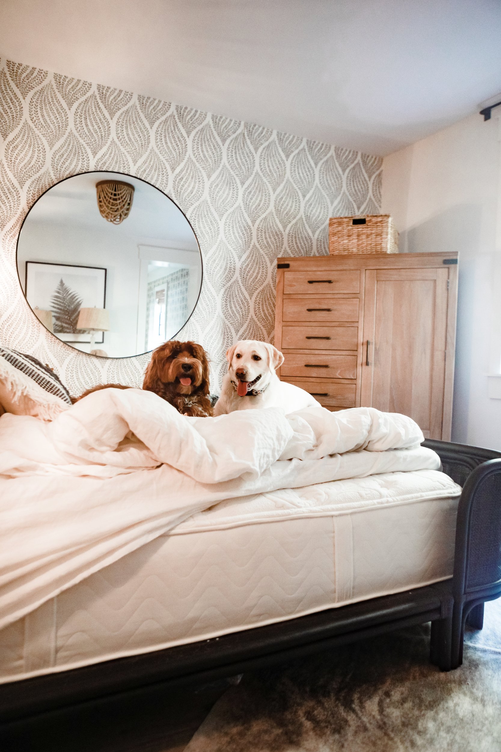 dogs sitting on a mattress