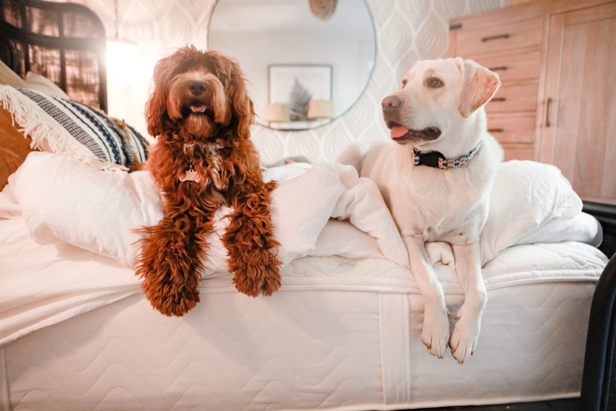 dogs on a mattress