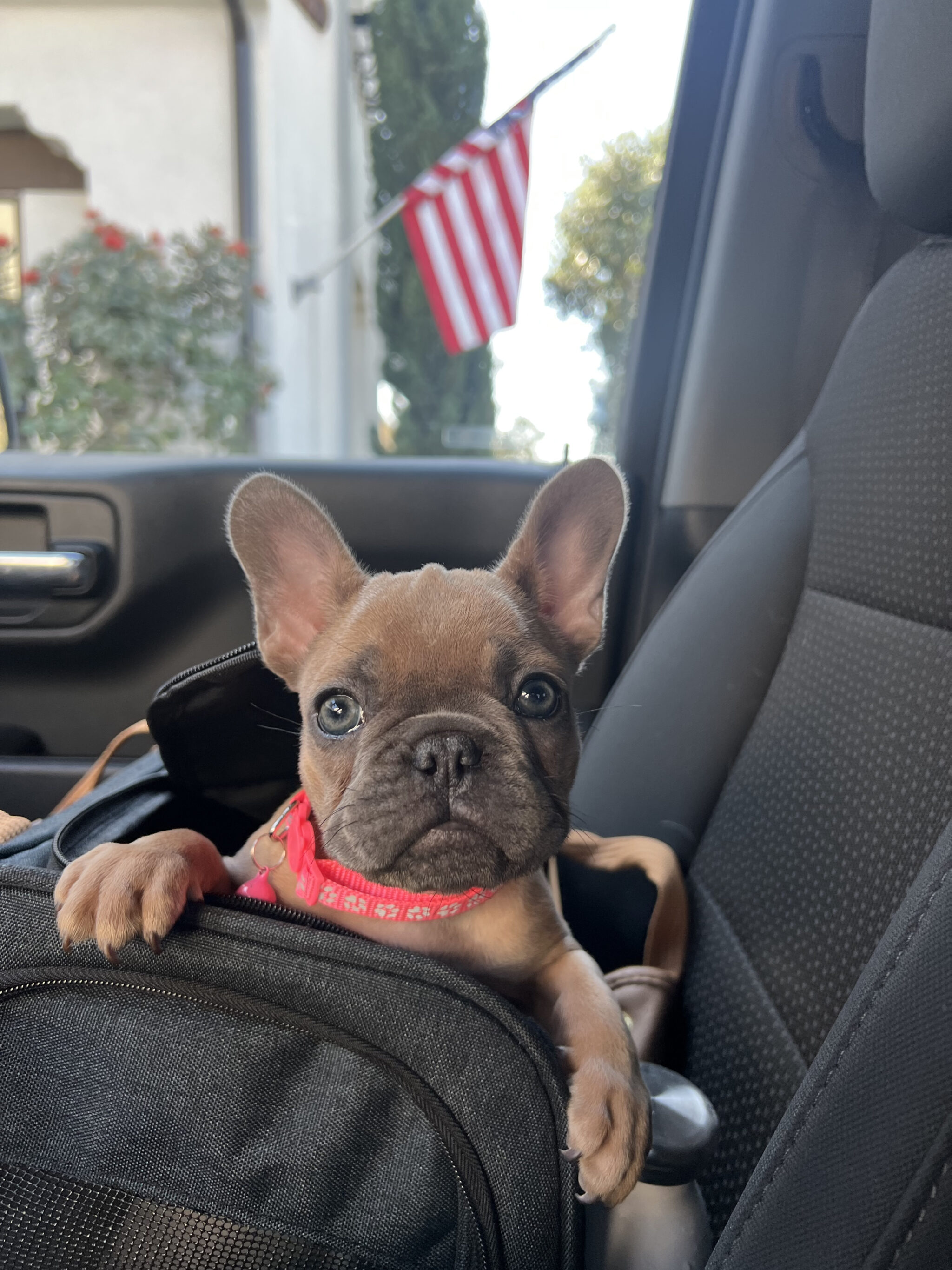 dog in bag in car seat