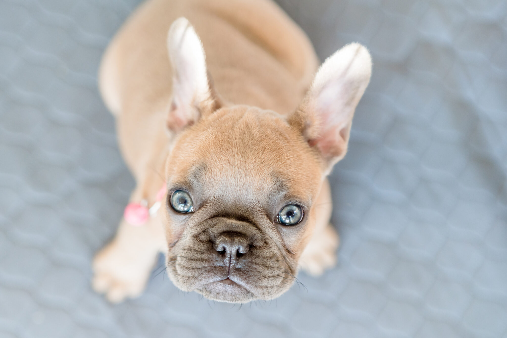 puppy staring up at the camera