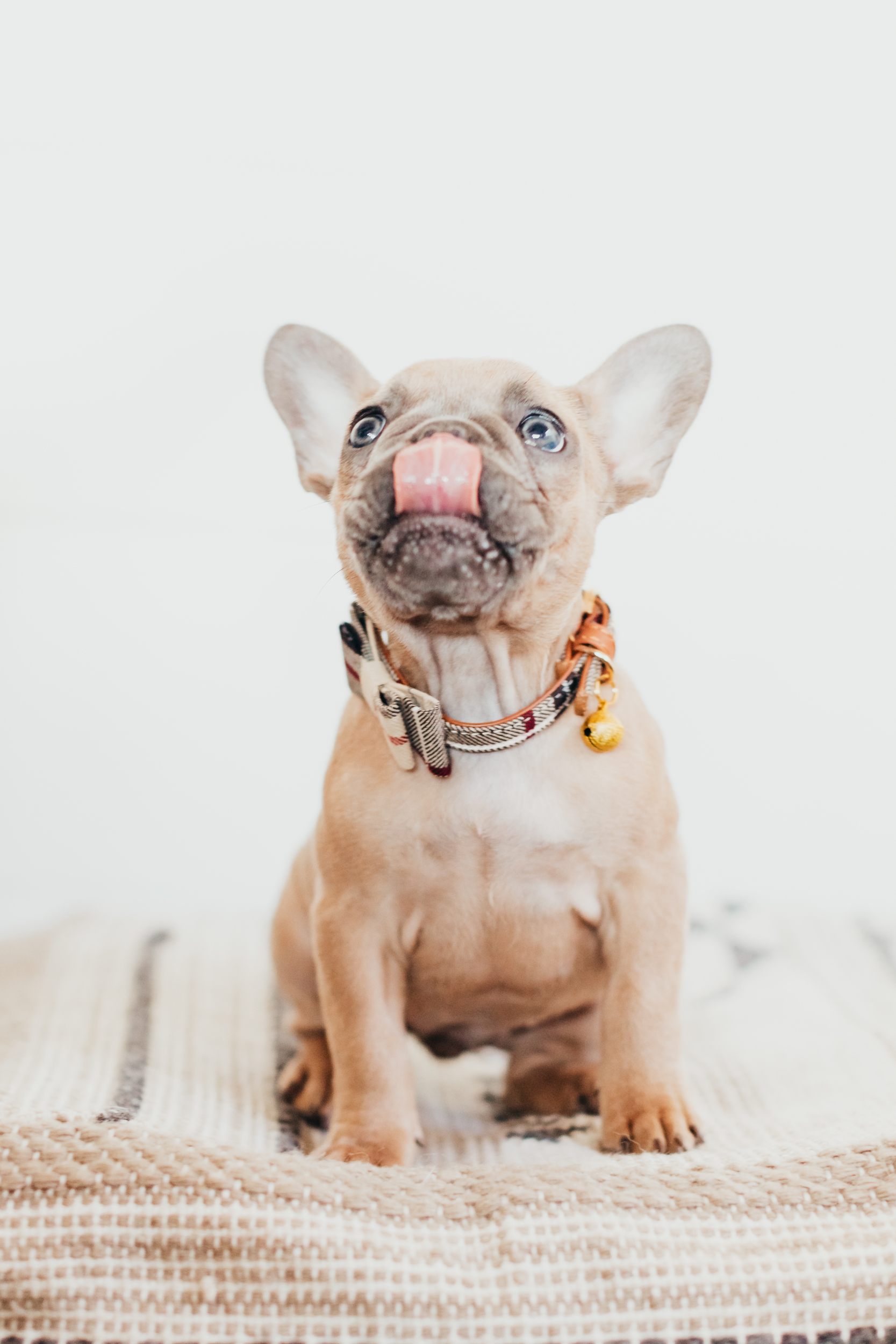 puppy licking its nose