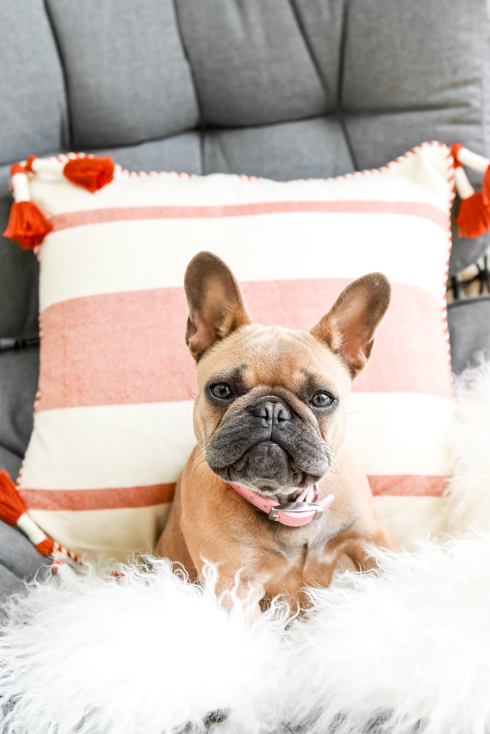 dog leaning on pillow