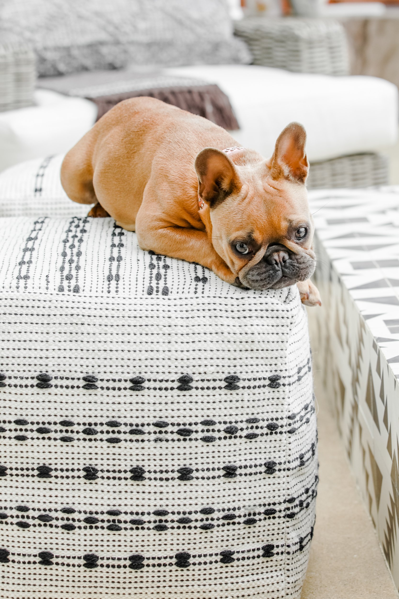 dog on pouf