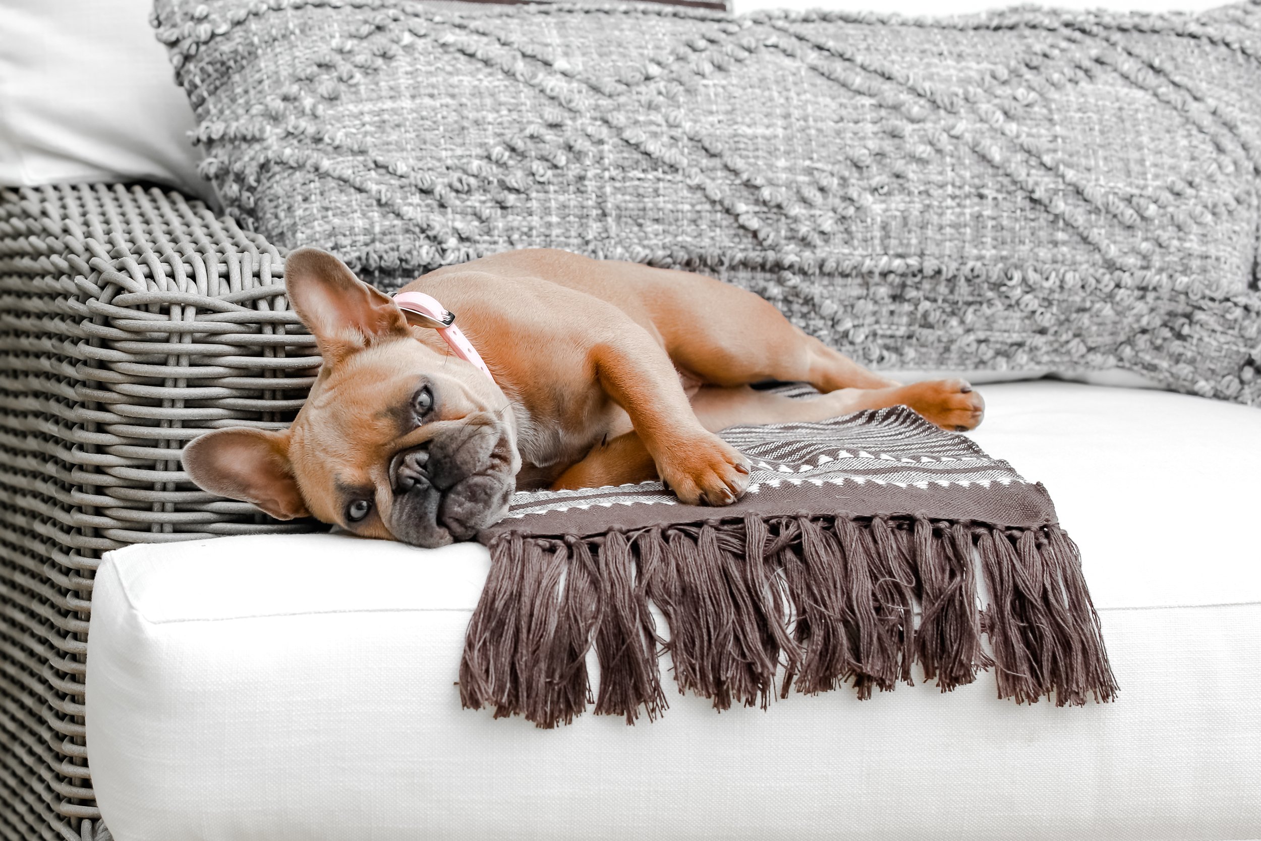 dog laying on couch