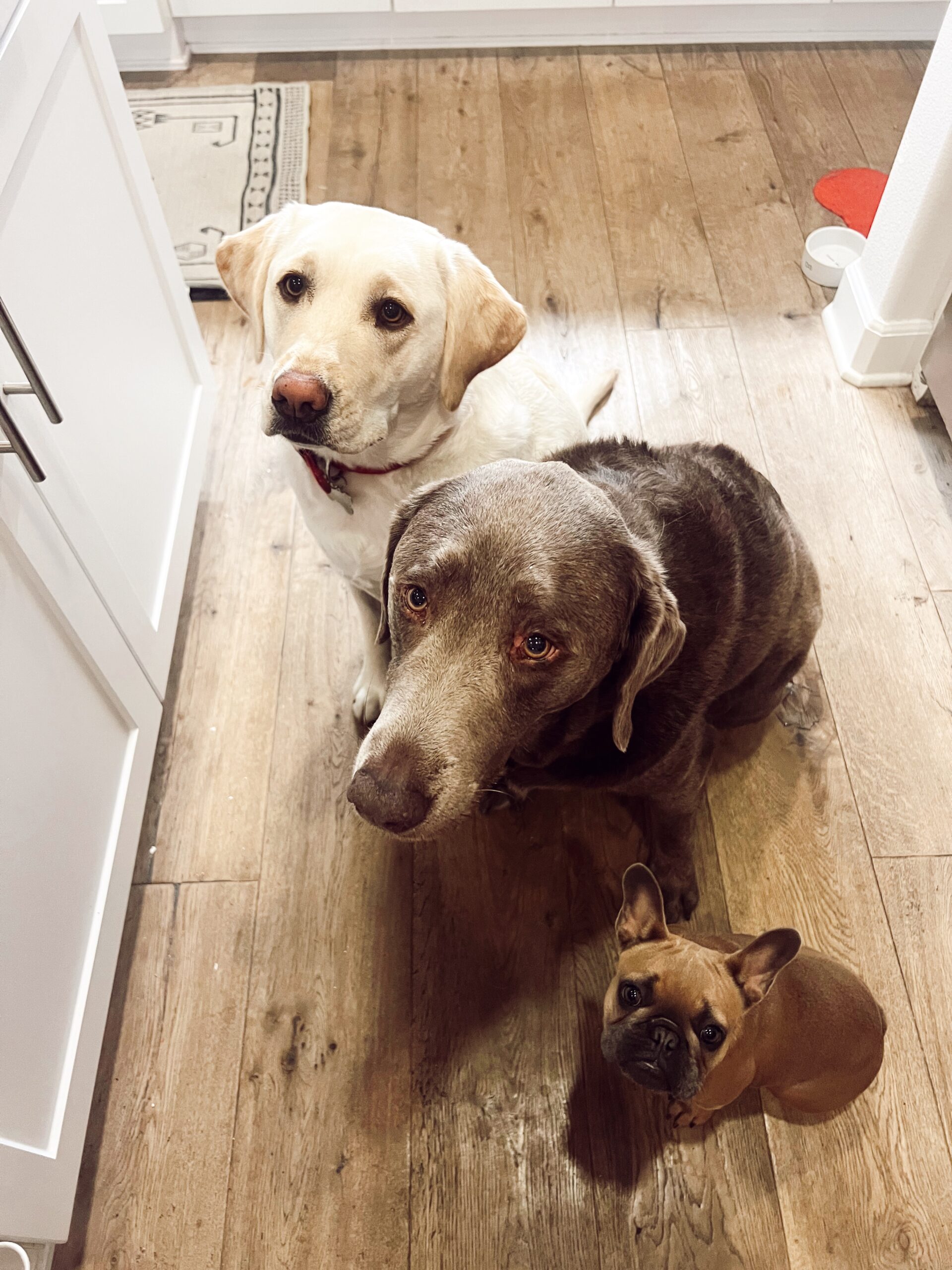 three dogs sitting in kitchen