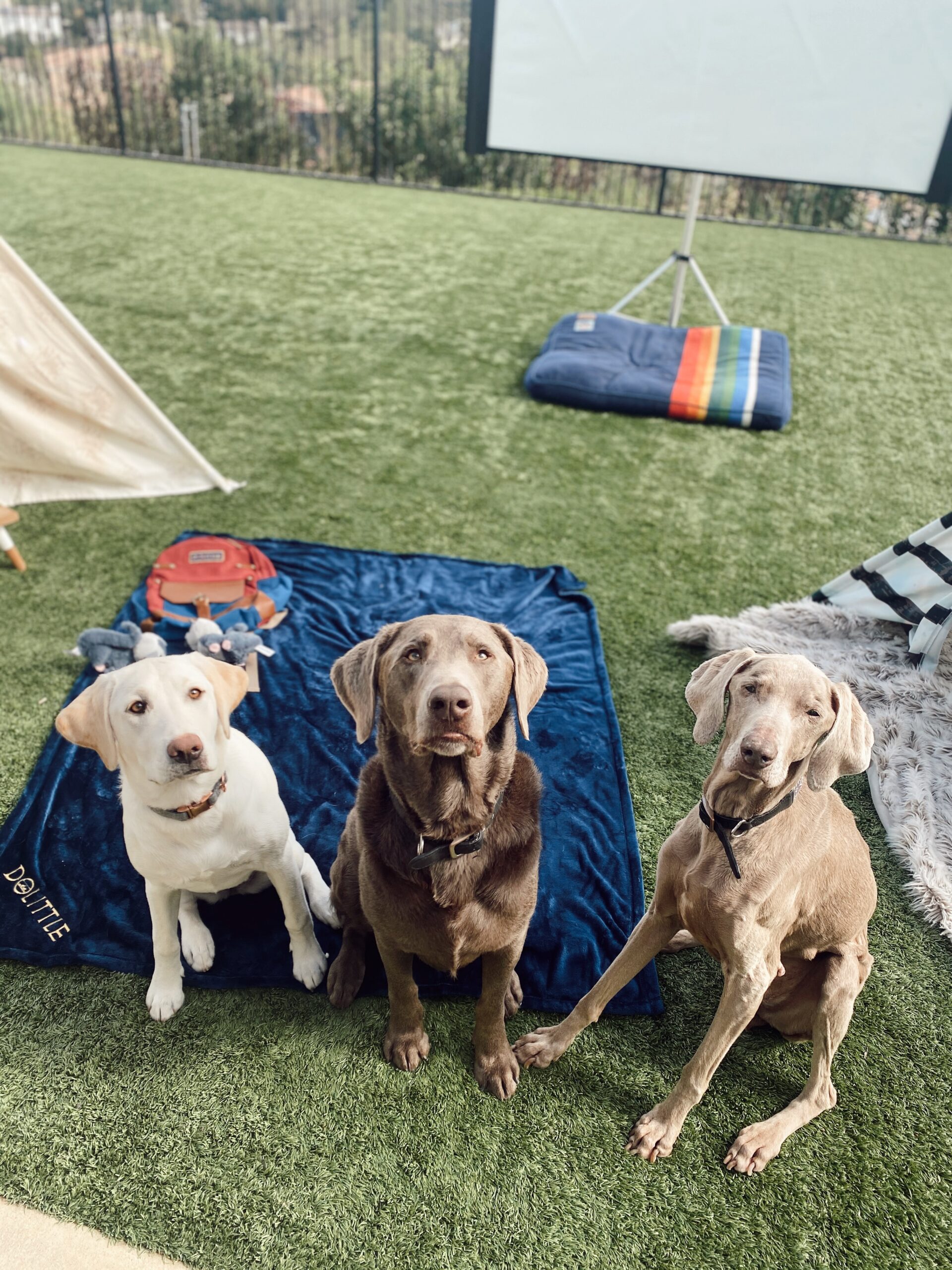 three dogs sitting in backyard