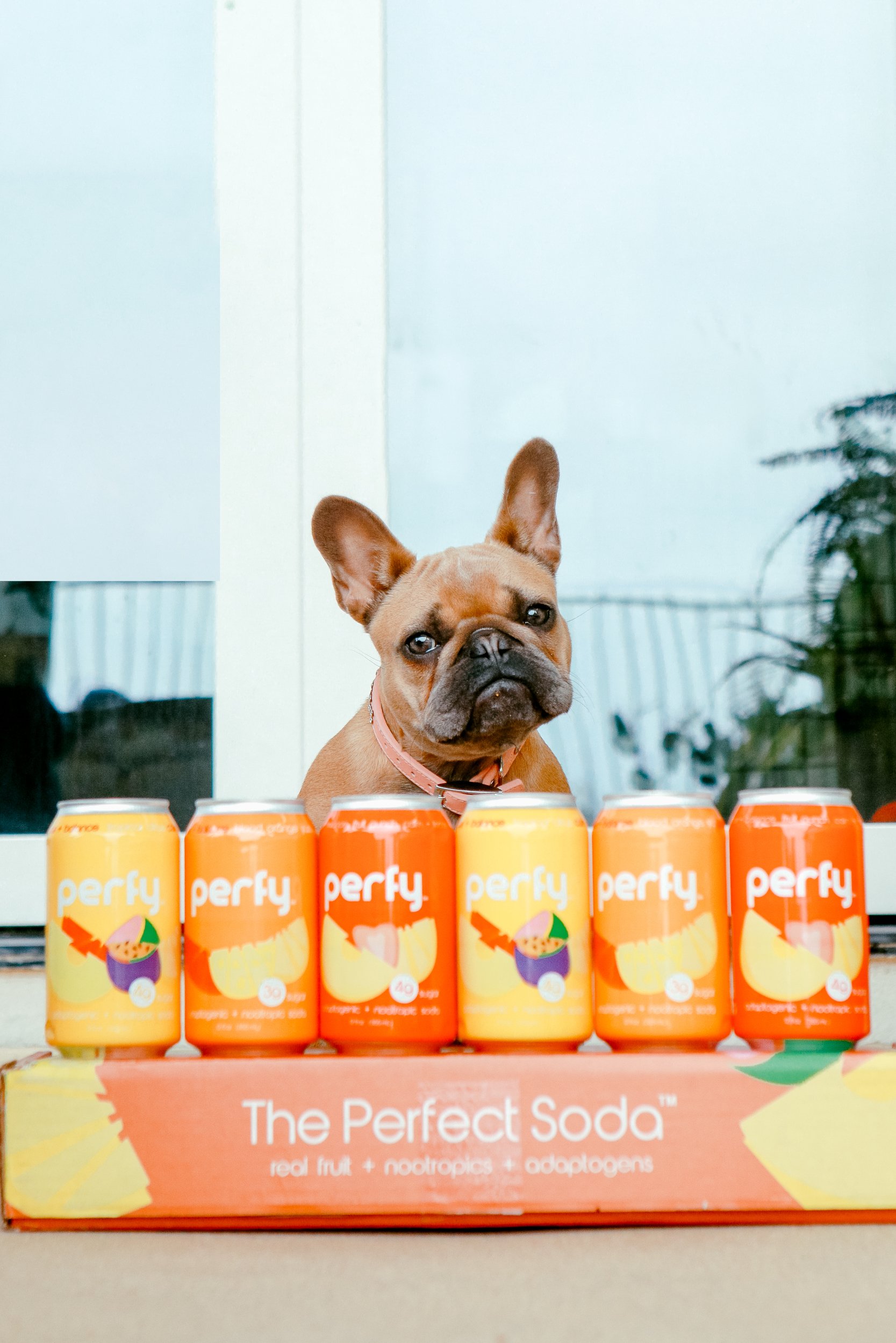 dog with soda cans