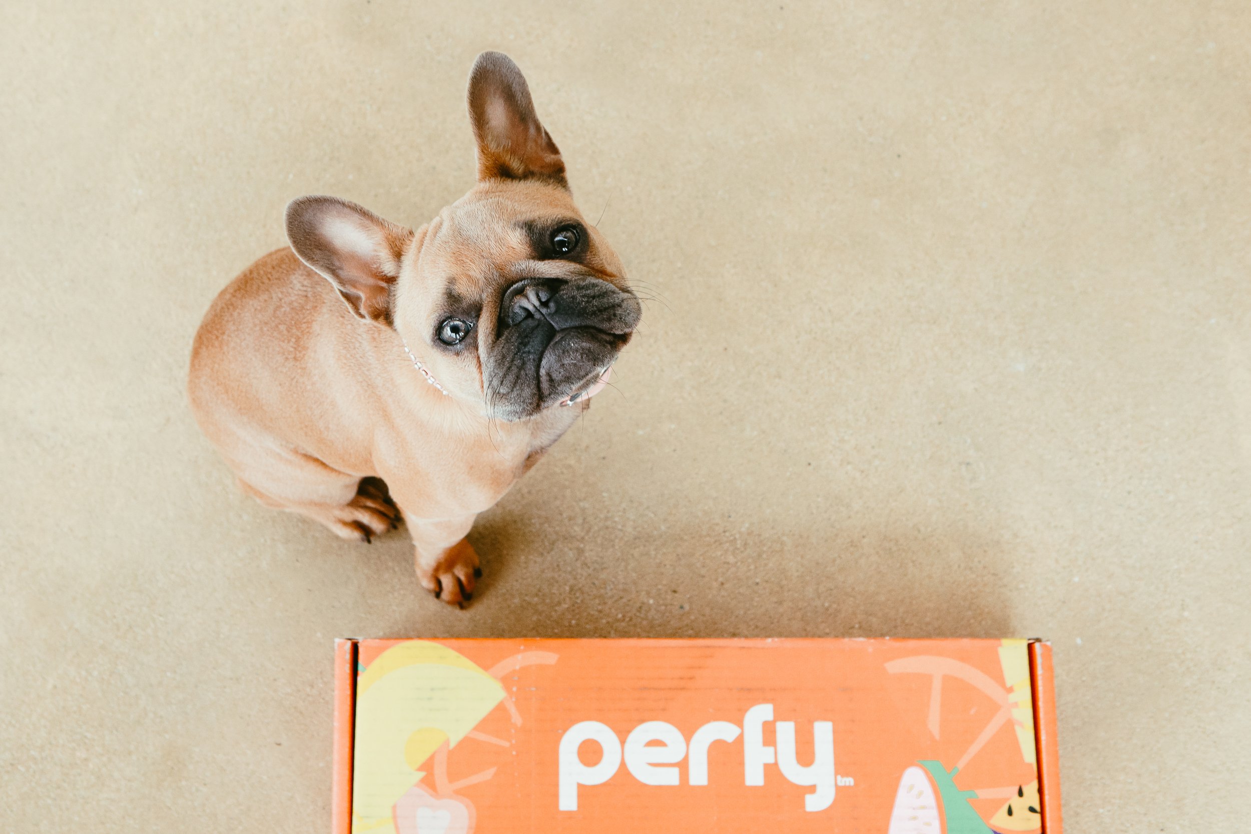 dog on the floor with a box of soda