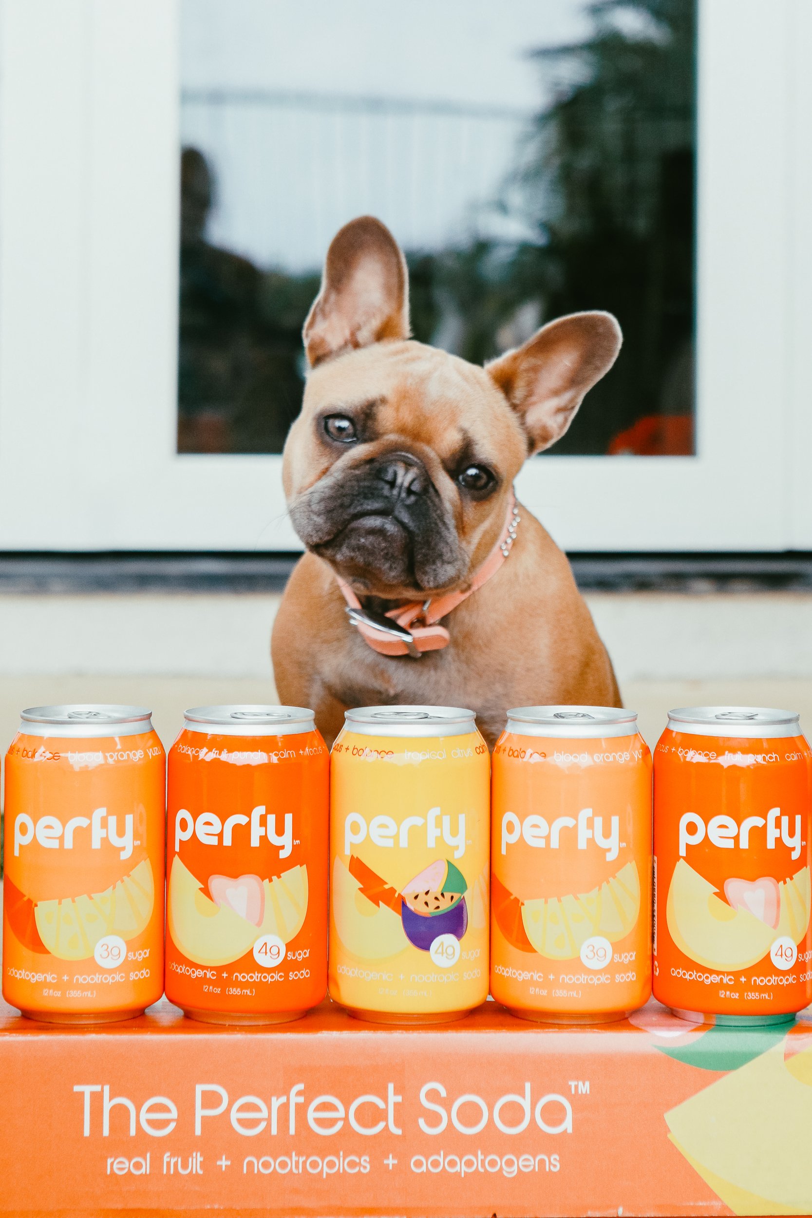 french bulldog with sodas