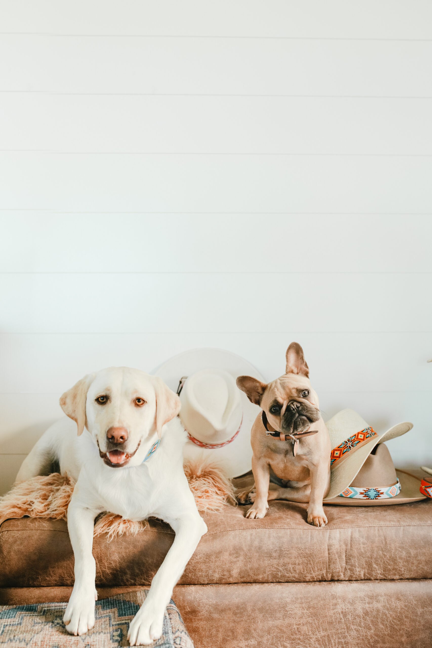 two dogs sitting on a cushion