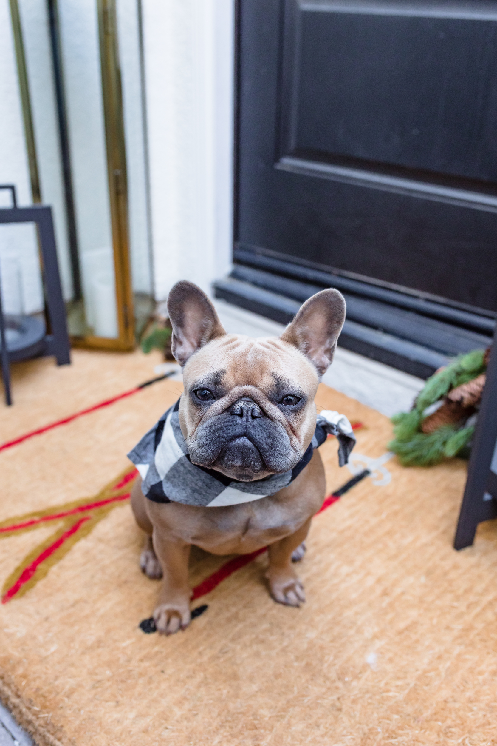 dog sitting on doormat