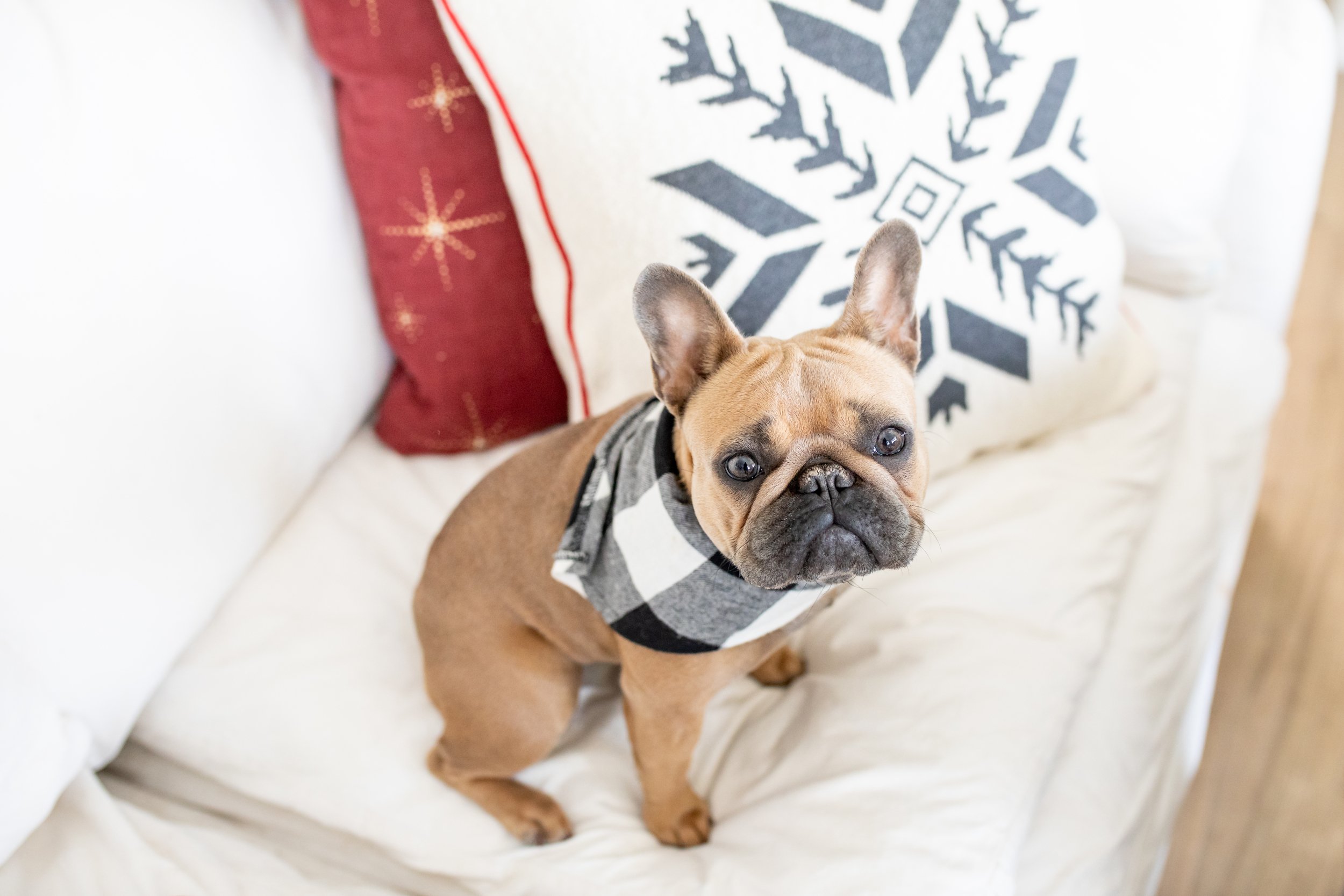 dog sitting on couch