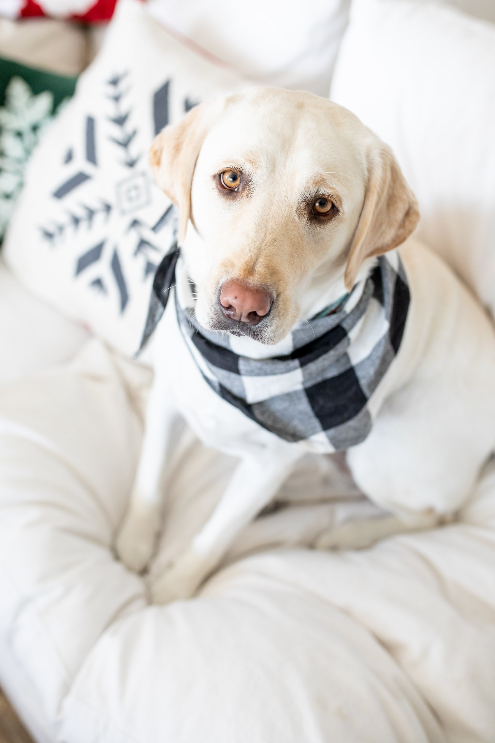 dog on couch