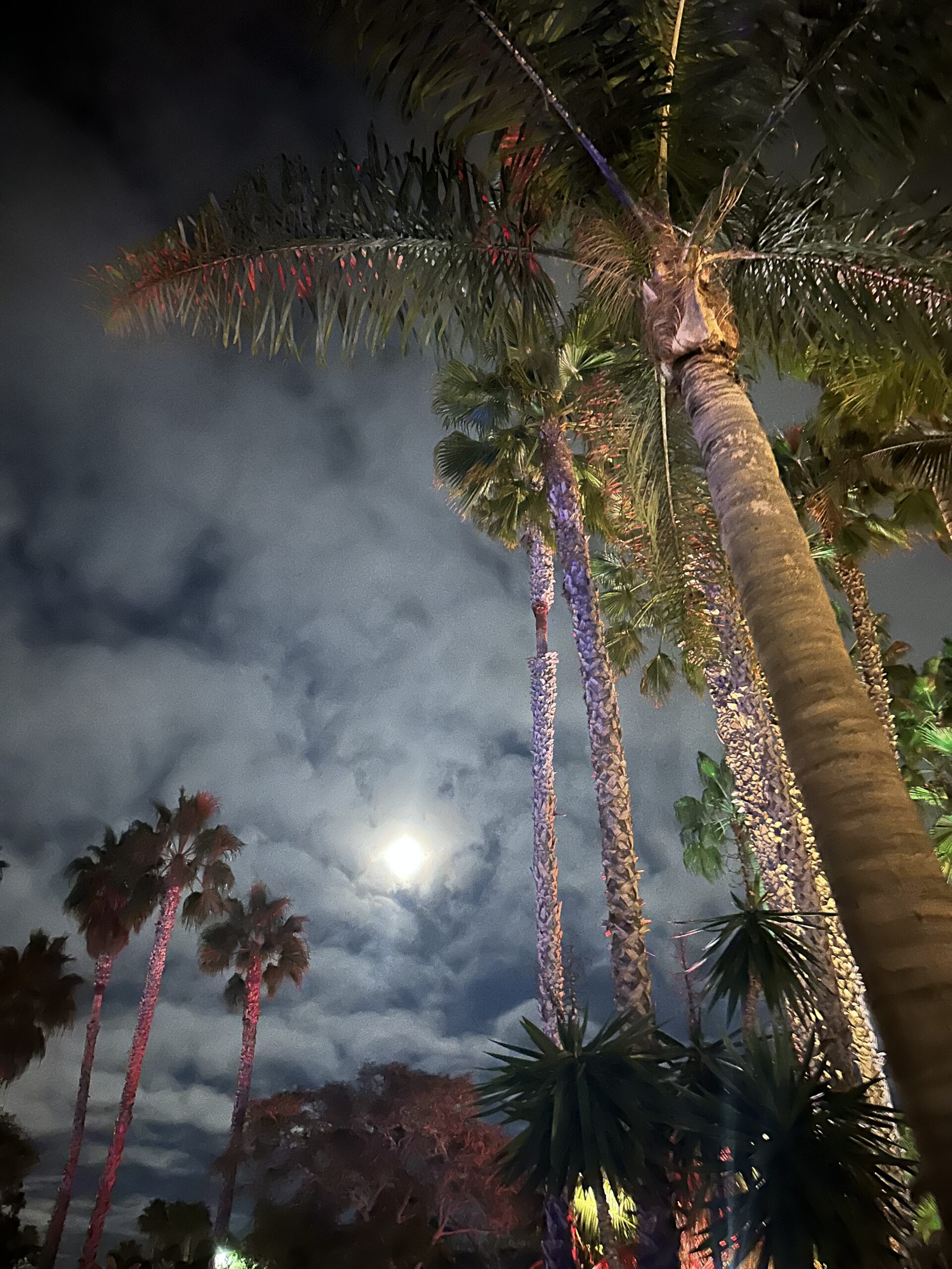 palm trees at night