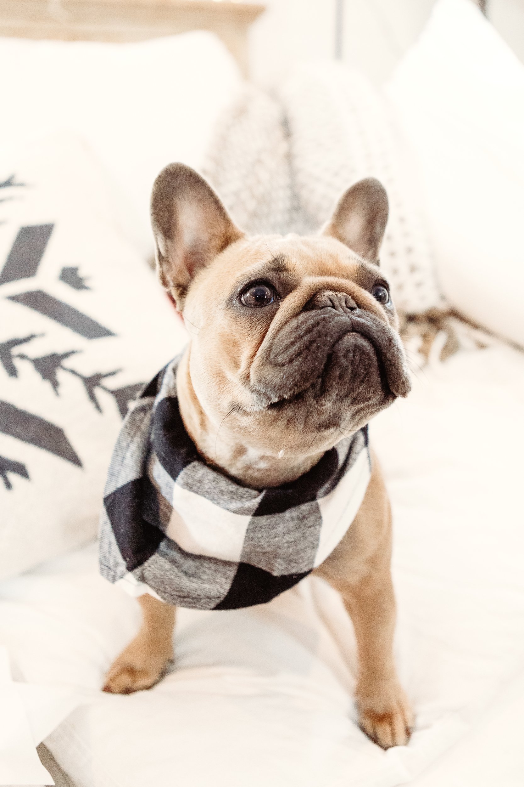 dog in bandana