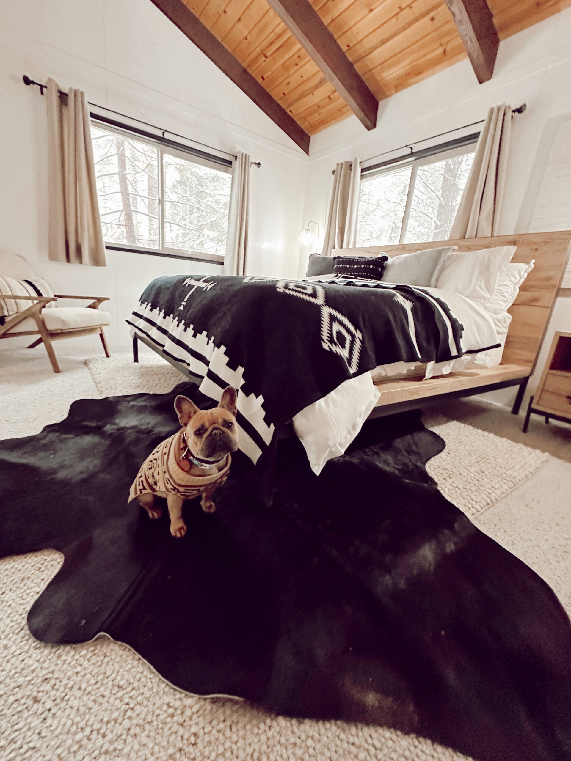 dog sitting in a bedroom