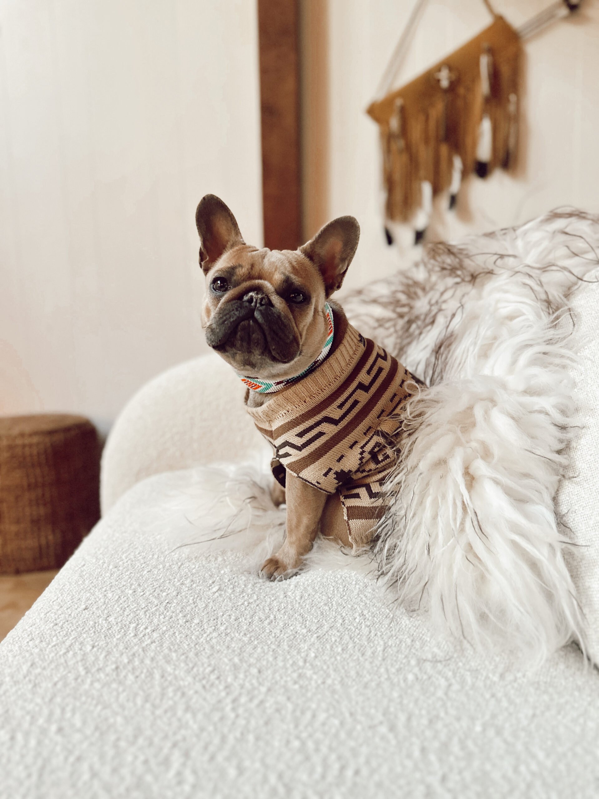 dog on couch