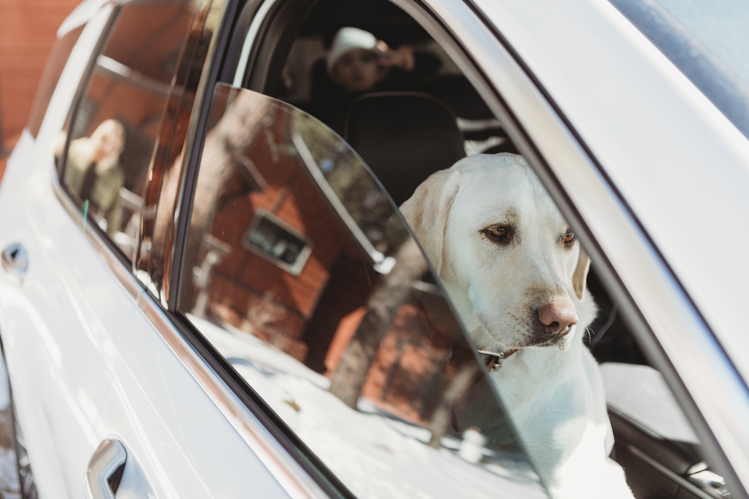 dog looking out car window