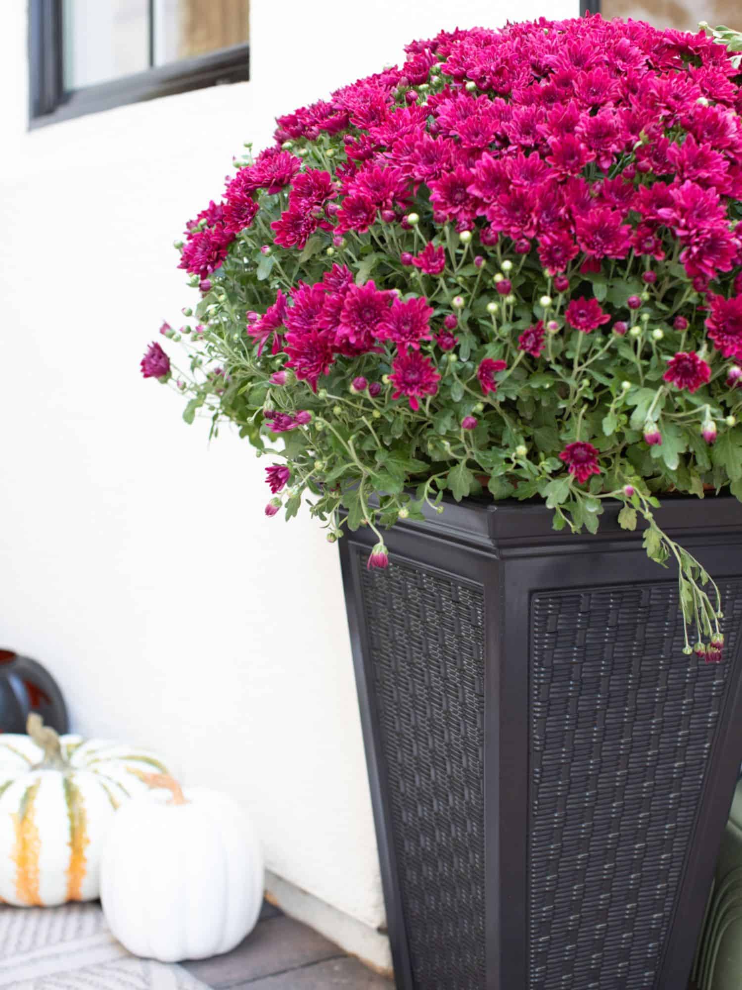 black planter with mums