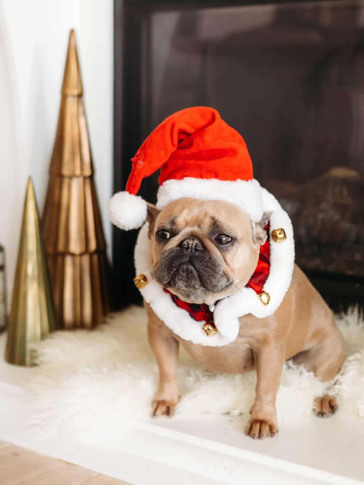 dog in front of the fireplace
